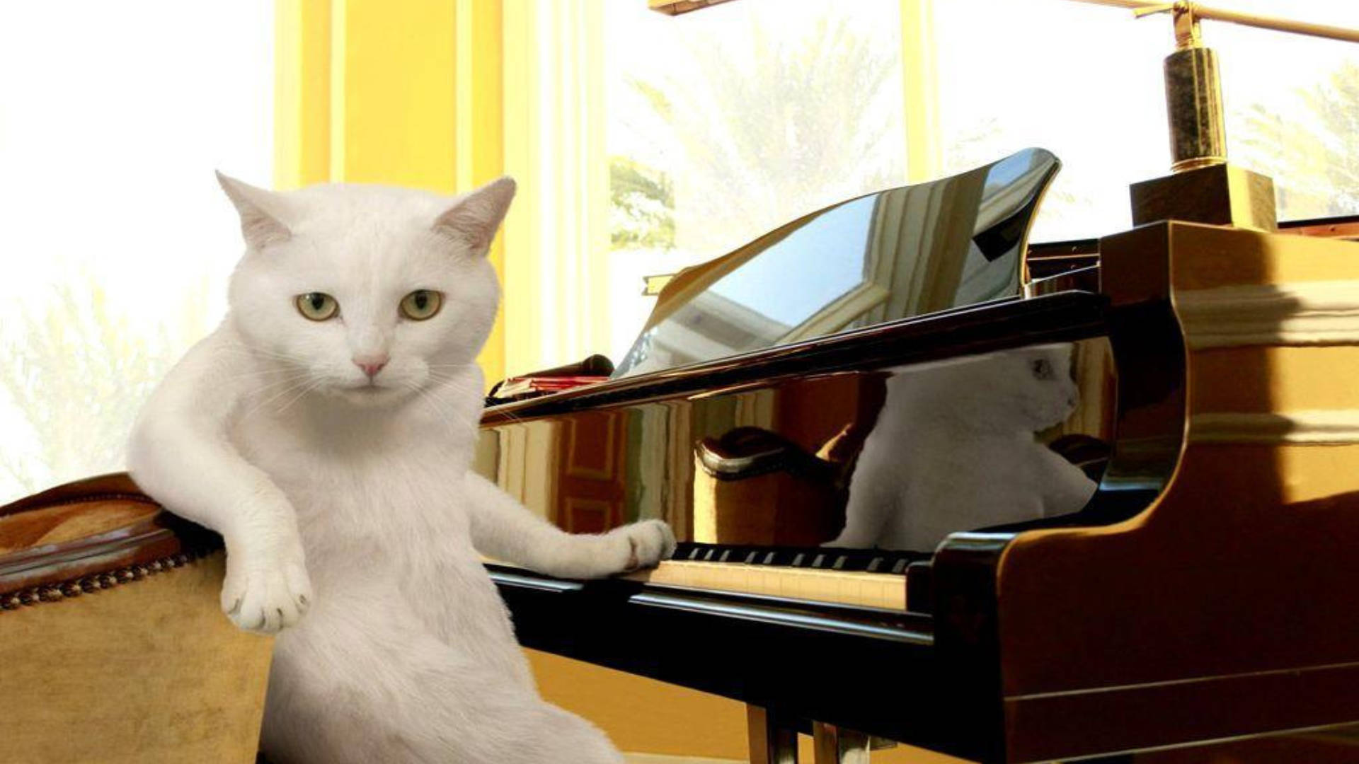 Chú mèo ngộ nghĩnh trước cây đàn piano Hình nền