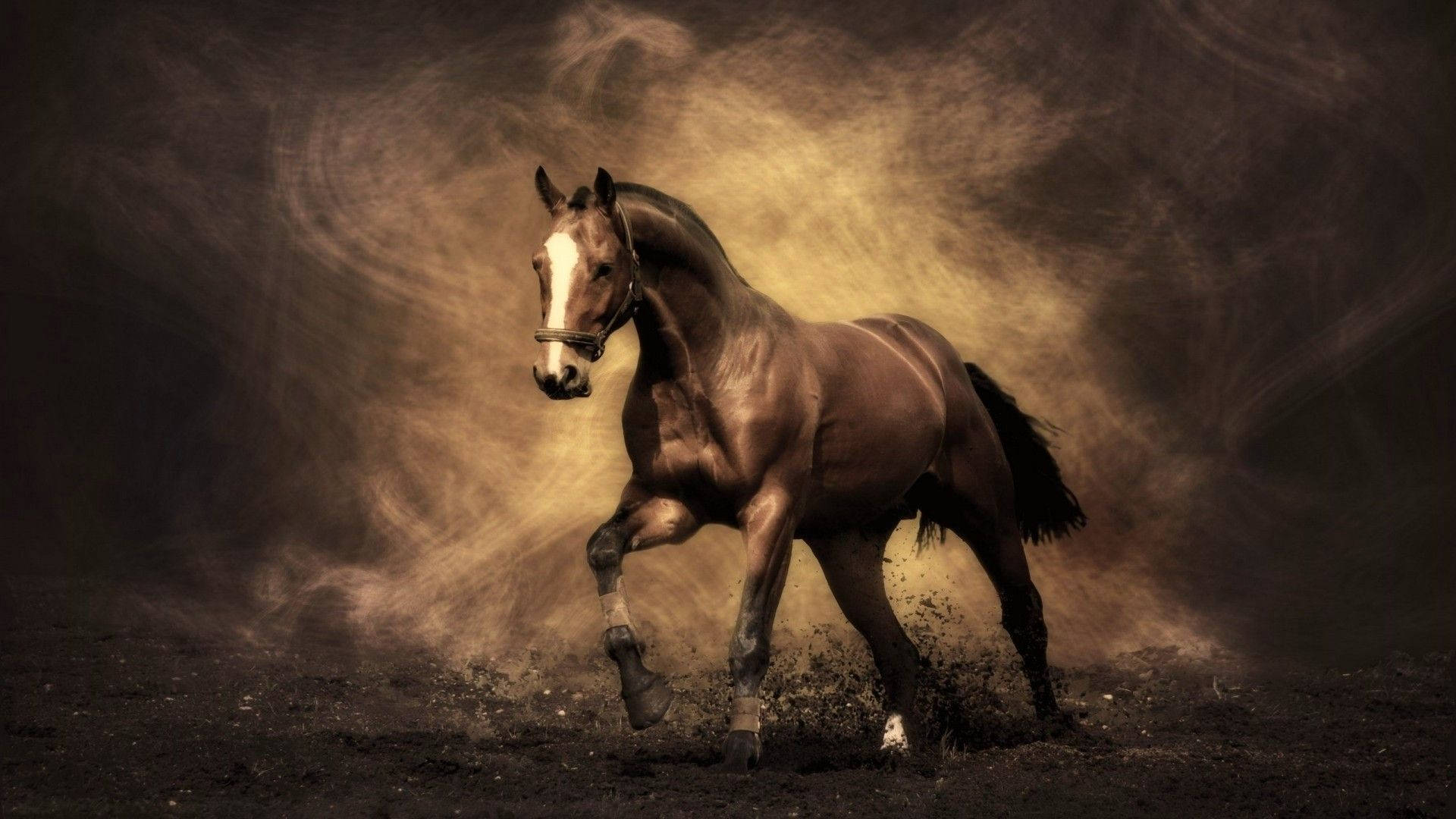 Chú ngựa đáng yêu có vệt trắng Hình nền