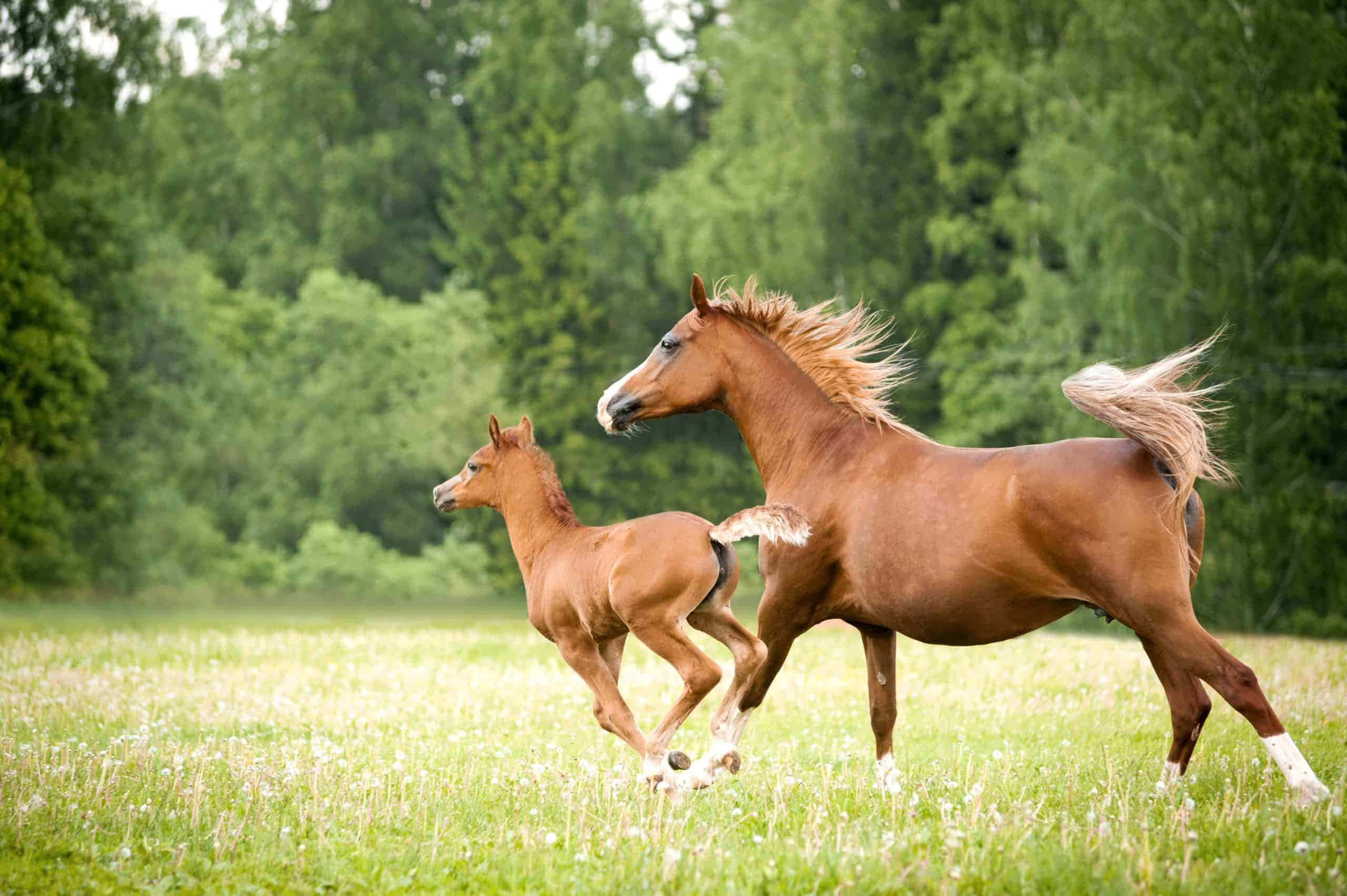Chú ngựa đáng yêu này cho thấy bạn vẫn có thể trông thật duyên dáng dù có nhiều lông! Hình nền