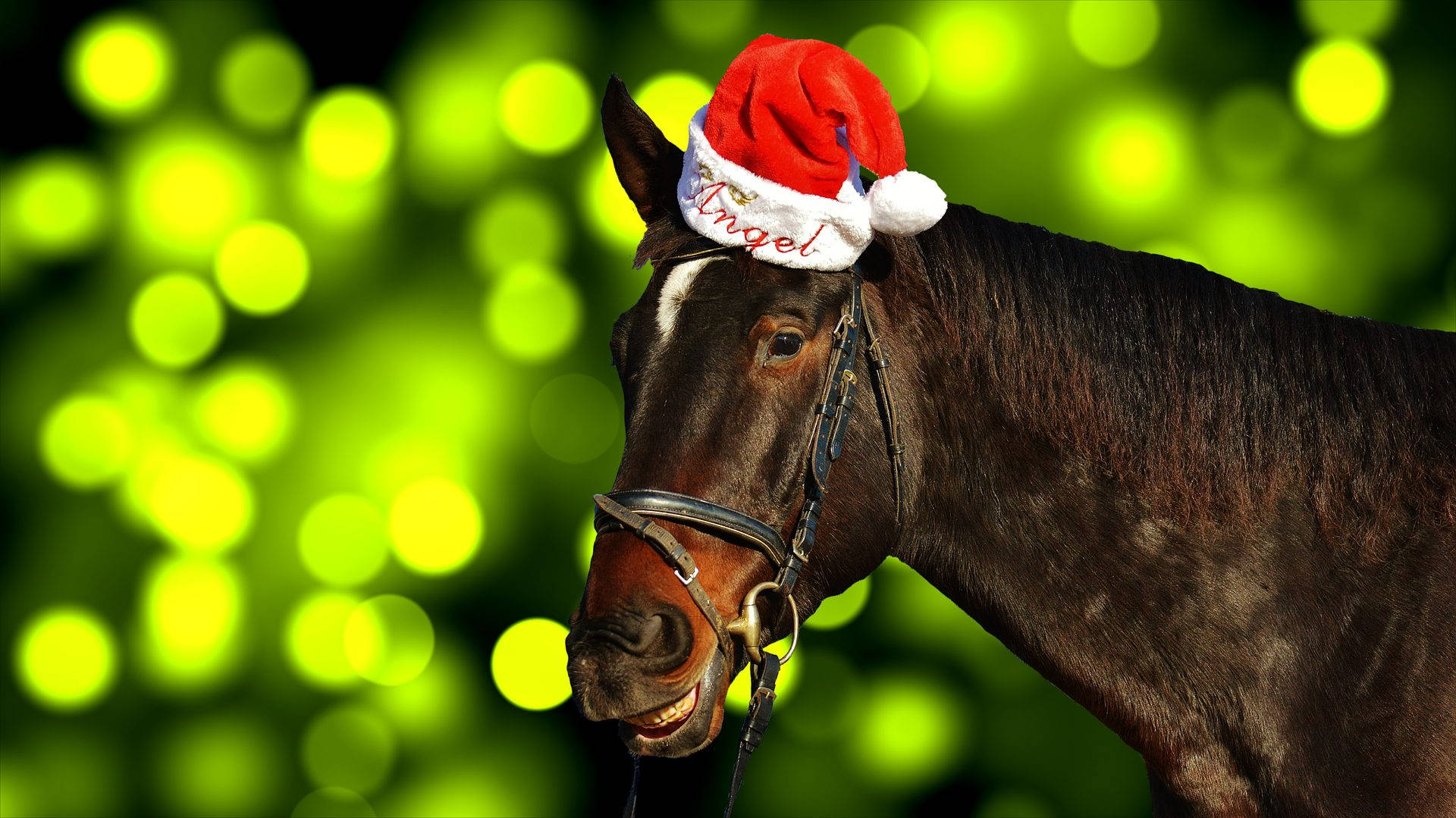 Chú ngựa đáng yêu đội mũ ông già Noel dịp Giáng sinh Hình nền