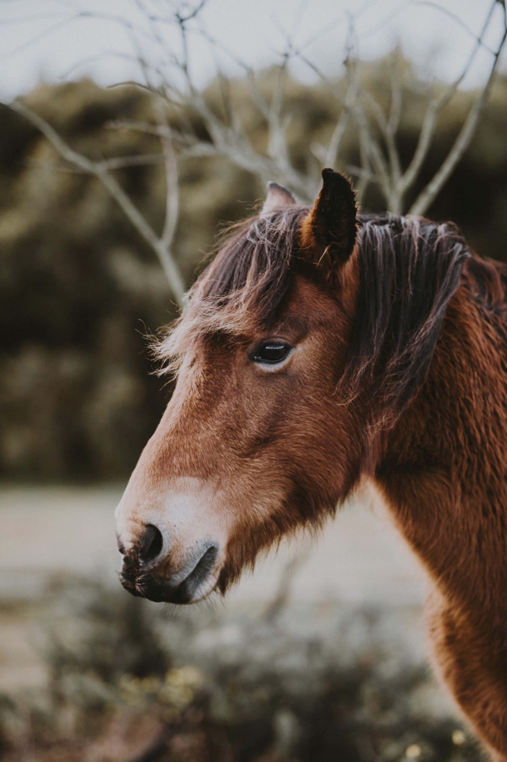 Chú ngựa đáng yêu tận hưởng ngày nắng đẹp Hình nền
