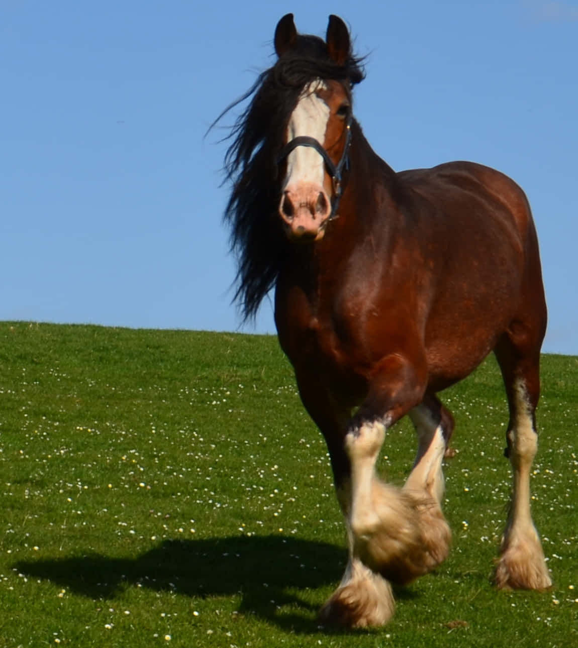 Chú Ngựa Clydesdale Uy Nghi Đứng Trên Cánh Đồng Hình nền