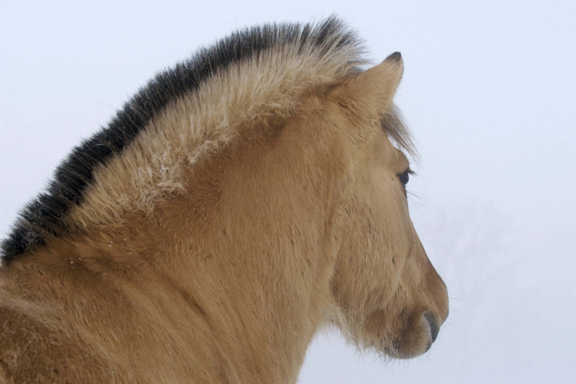Hình nền chú ngựa nâu dễ thương trong tuyết mùa đông