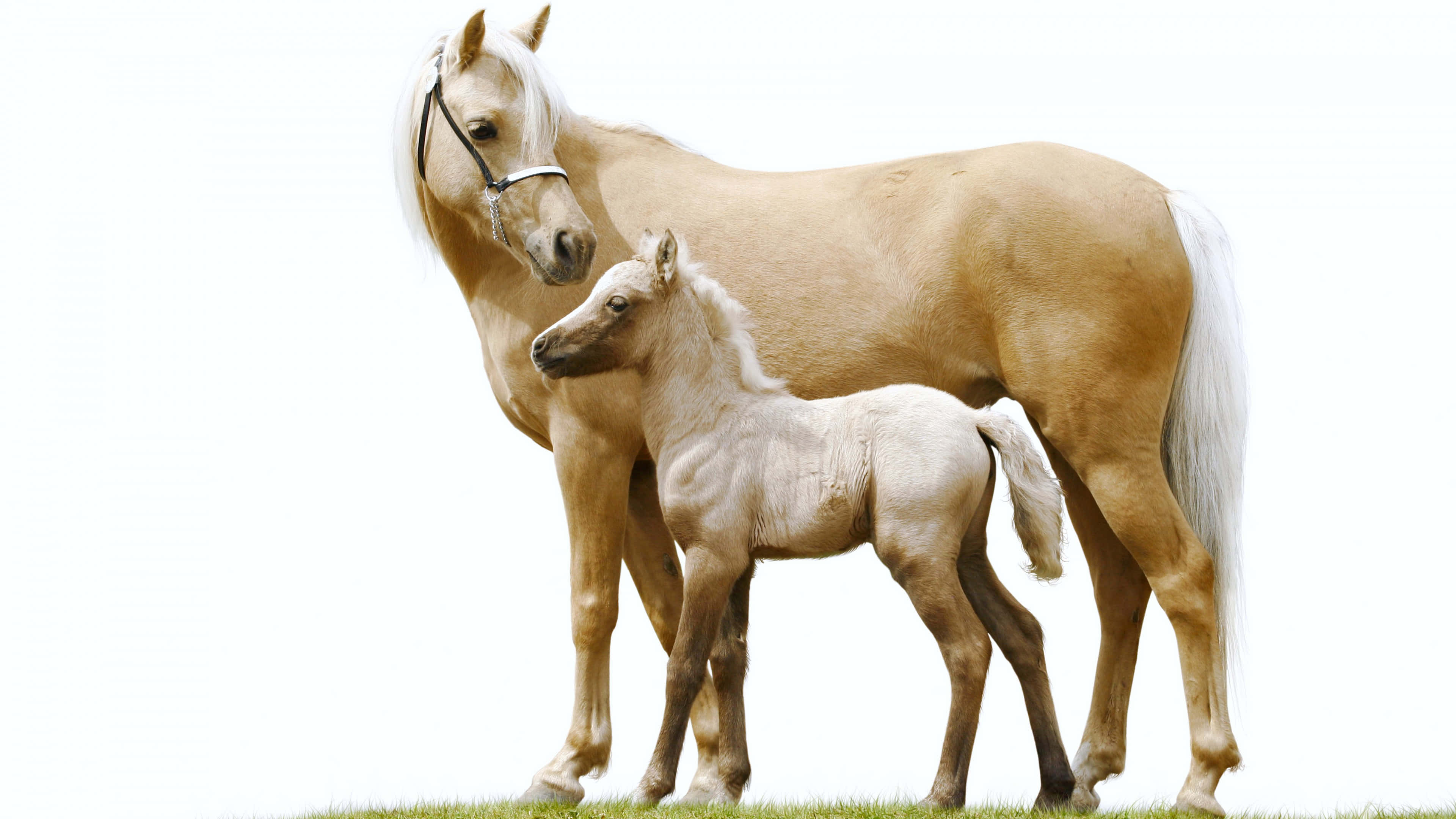 Chú Ngựa Ngọt Ngào và Tò Mò Hình nền