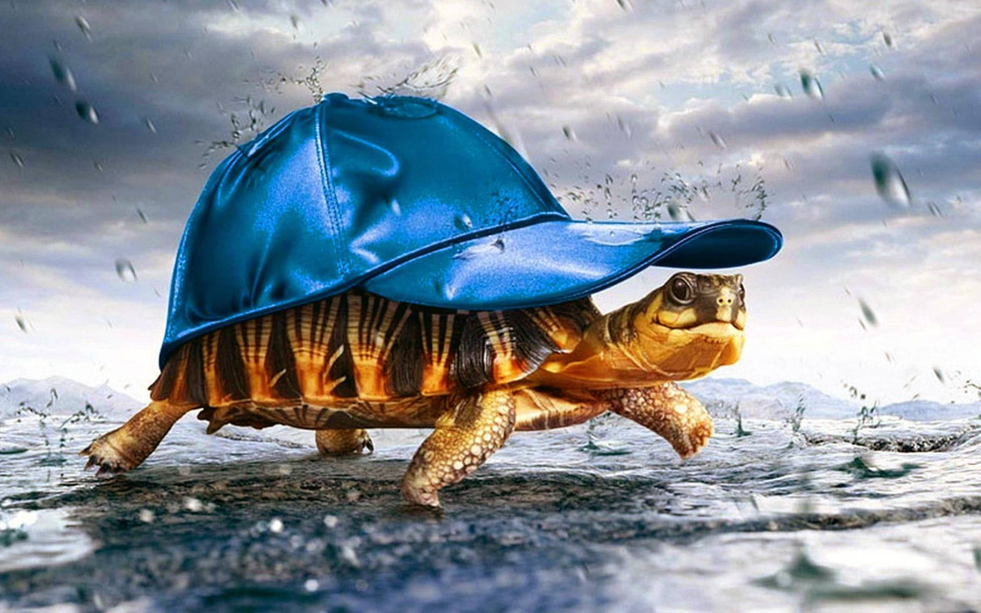 Chú Rùa Đội Mũ Xanh Ngầu Hình nền