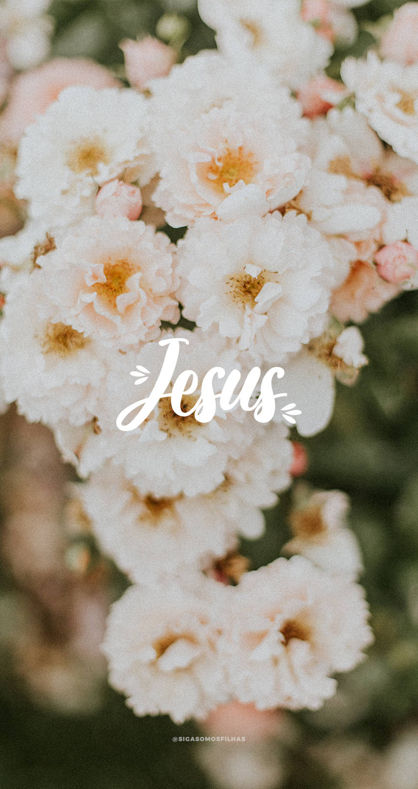 Chúa Jesus Dễ Thương Hoa Hồng Xạ Hương Hình nền