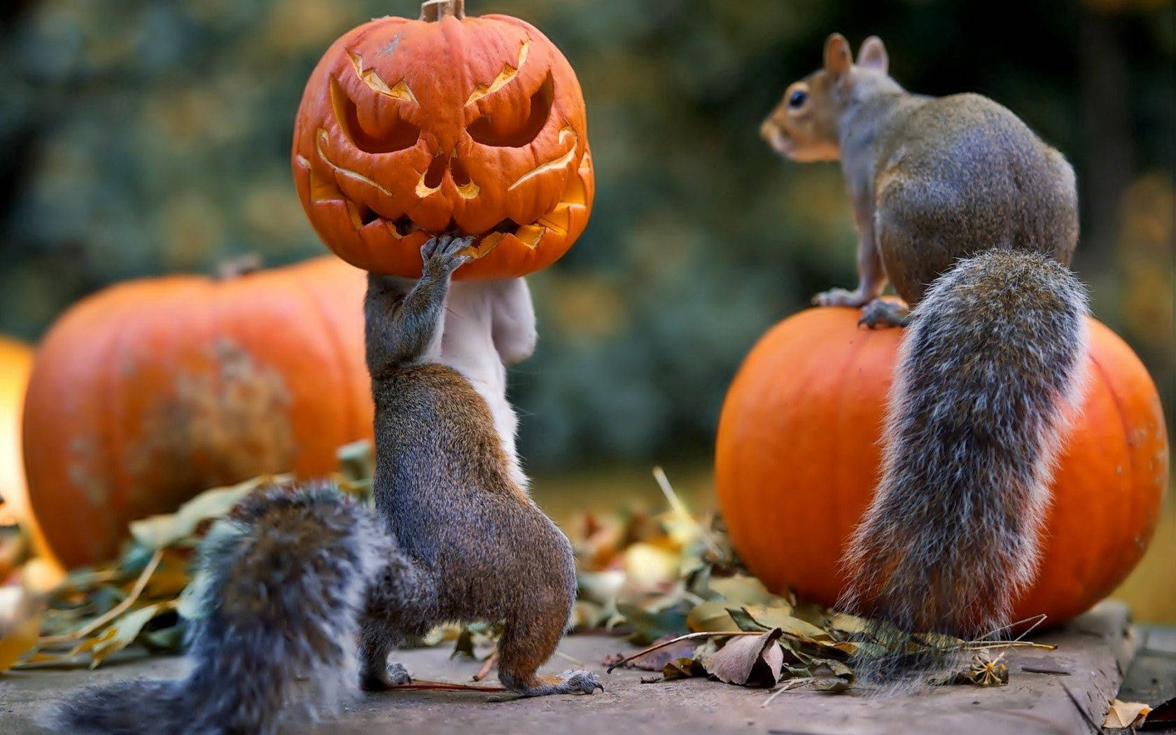 Chúc mừng Halloween từ hai chú sóc này! Hình nền