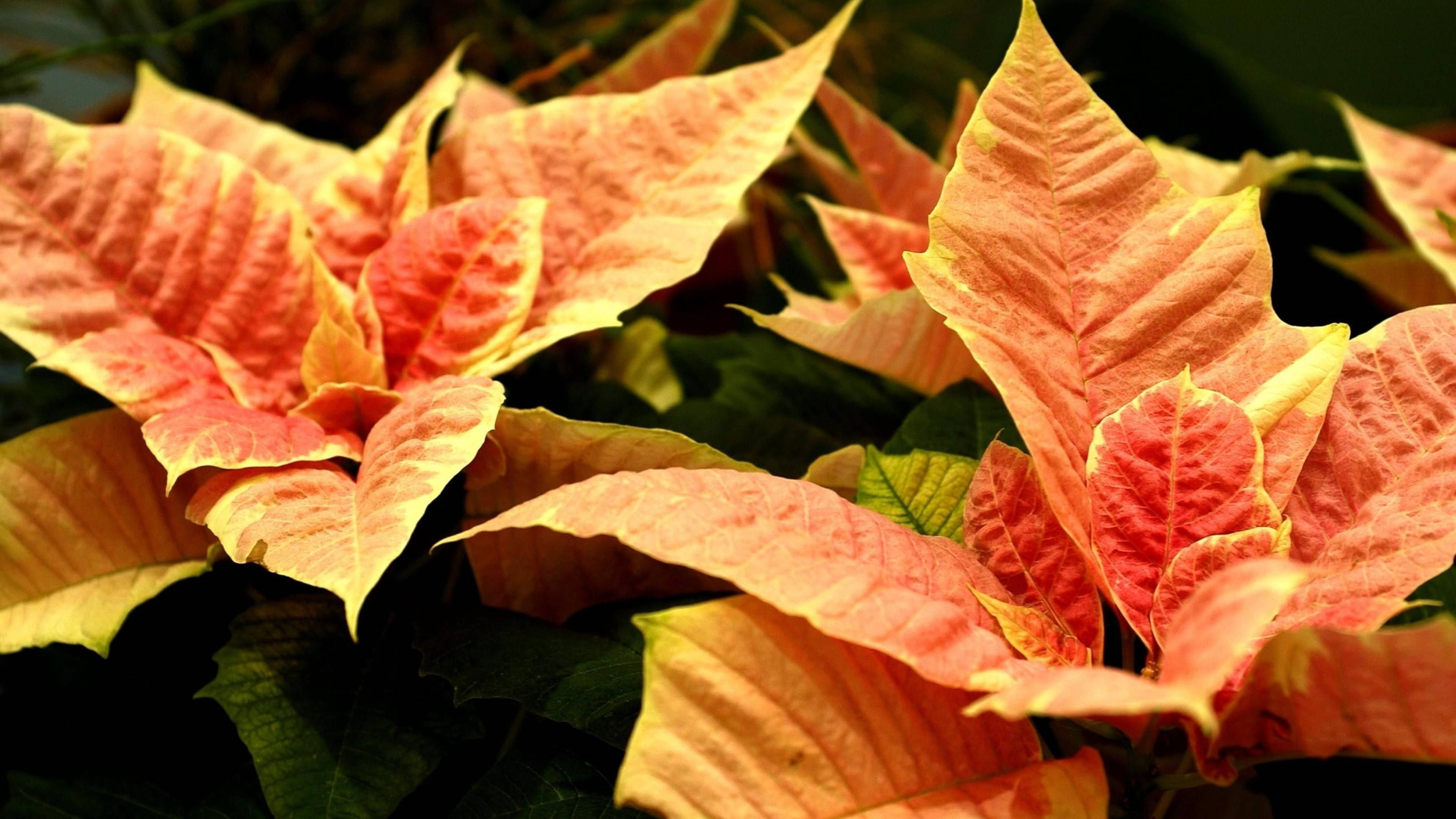 Cinnamon Star Poinsettia Hình nền