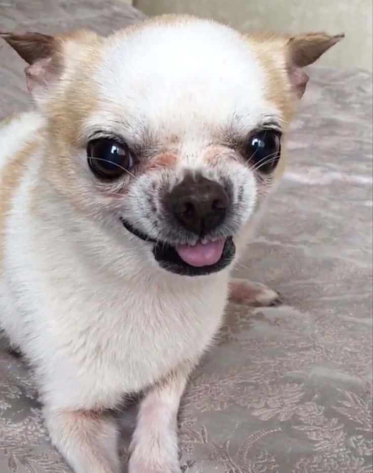 'Có những ngày vui hơn những ngày khác!' Hình nền