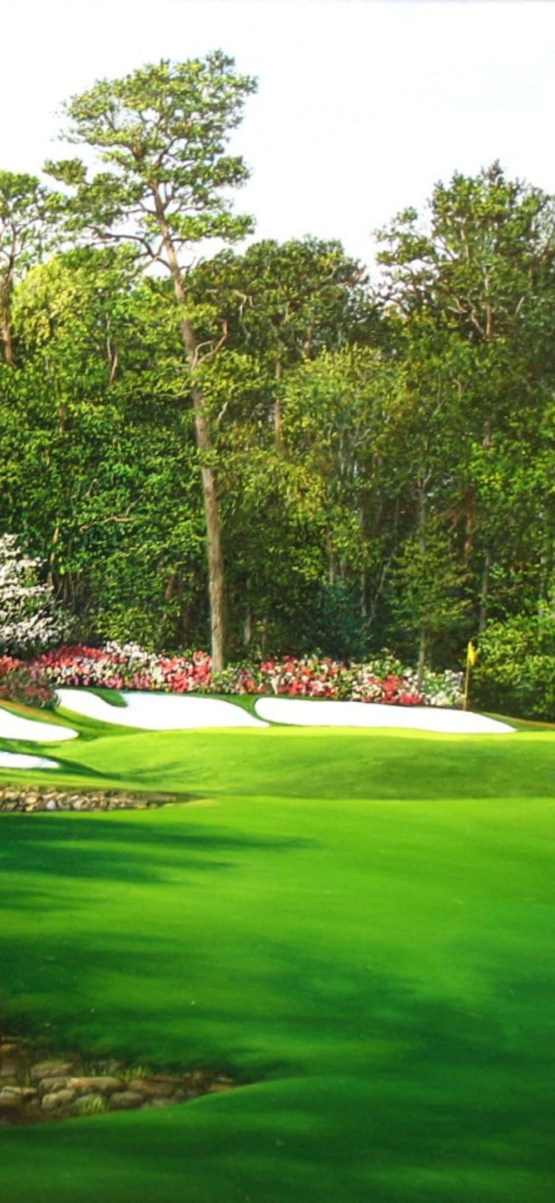 cỏ xanh trên sân golf Hình nền