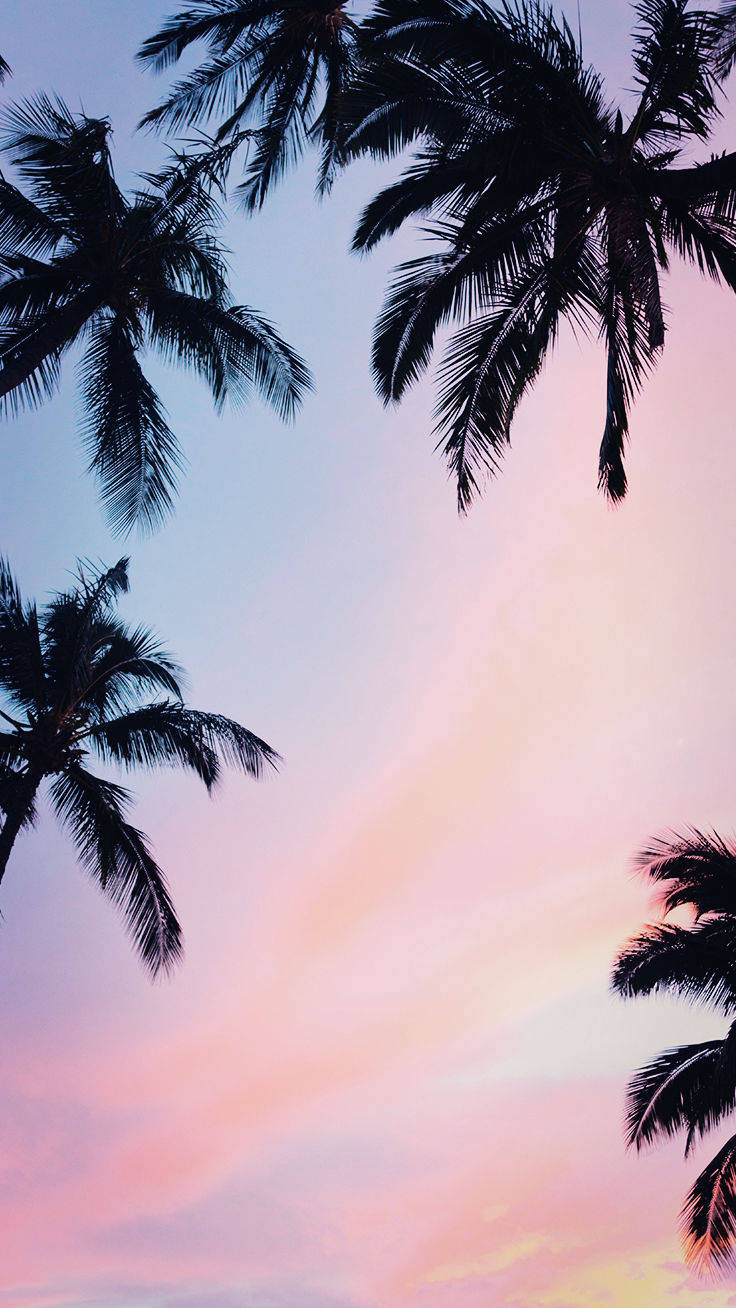 Coconut Trees iPhone Xs Hình nền