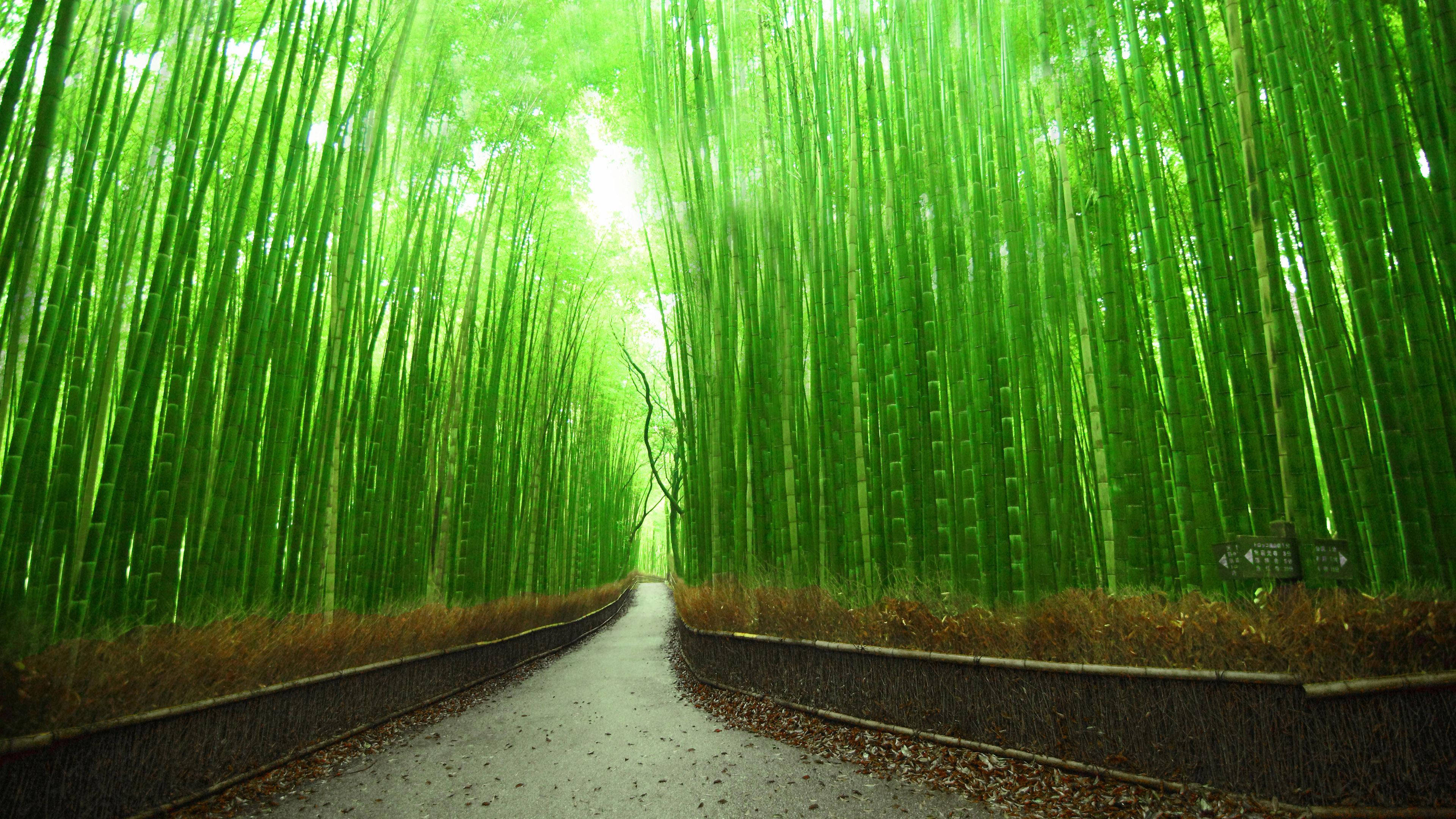 Con đường tre 4K Kyoto Nhật Bản Hình nền