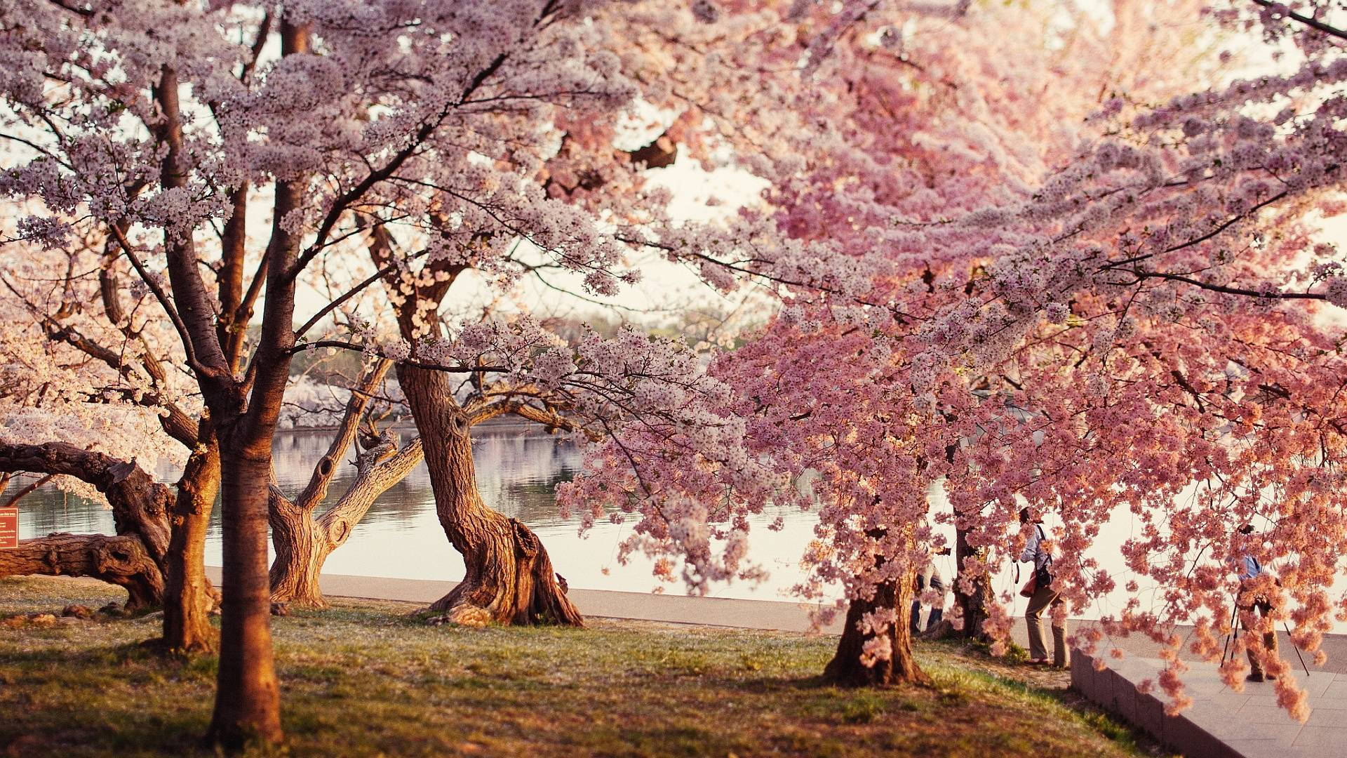 Hình nền Công viên hoa anh đào — Hoa anh đào Hình nền