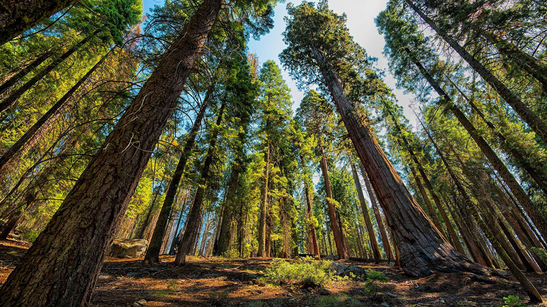 Công viên Quốc gia Sequoia ngập nắng Hình nền