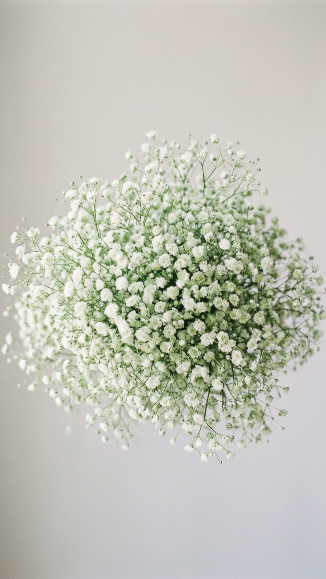 Cụm Hoa Baby's Breath Thanh Khiết Hình nền