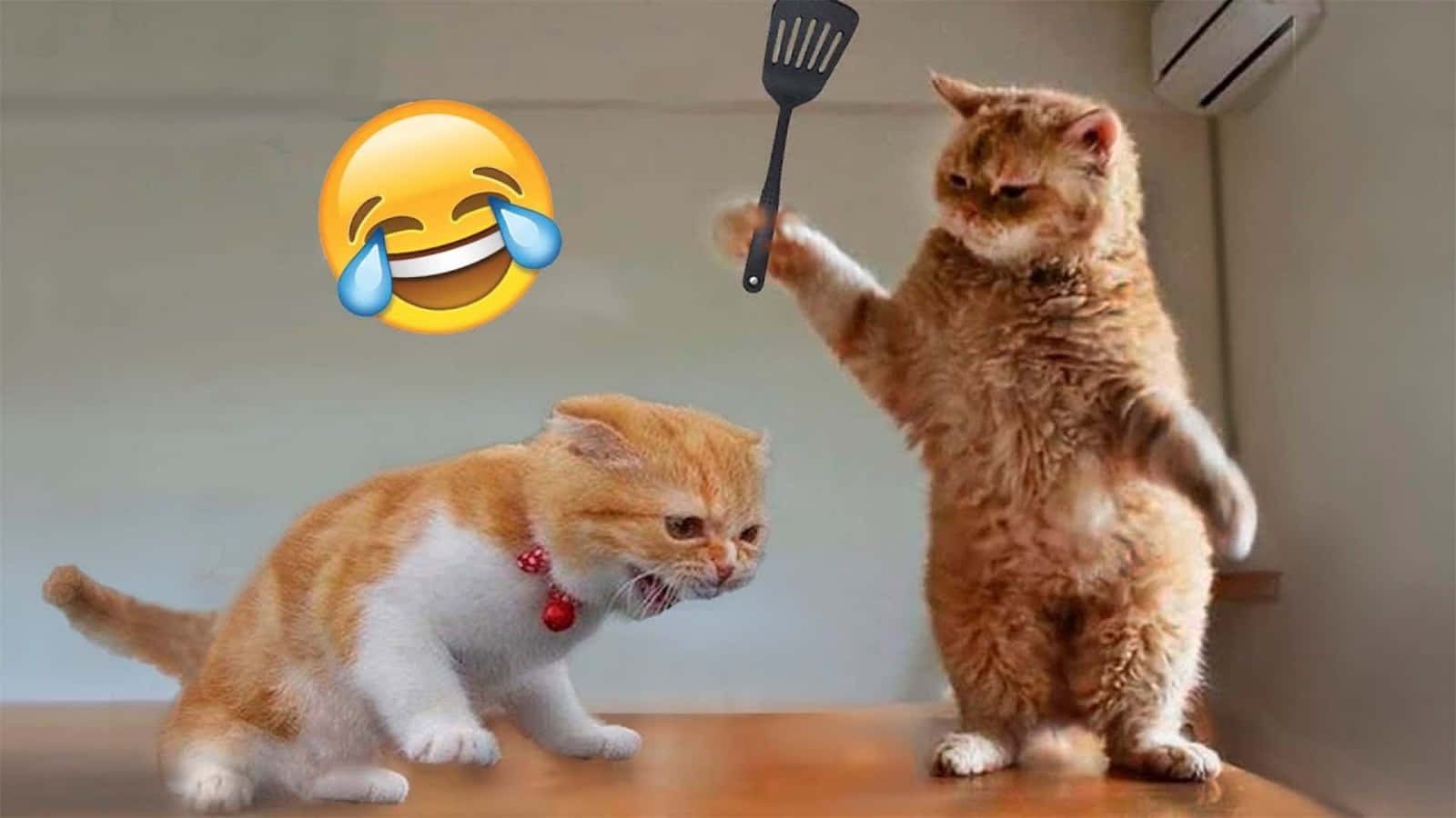 Cuối Tuần Thư Giãn: Những Chú Mèo Hài Hước Hình nền