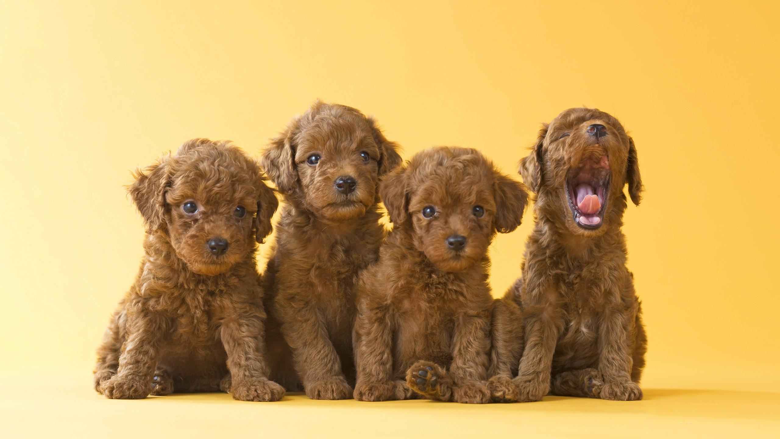 Đàn chó Poodle đồ chơi màu nâu đáng yêu Hình nền