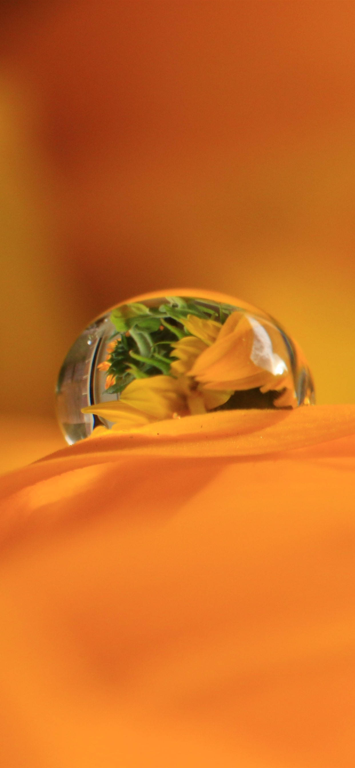 Dewdrop On Orange Petal Hình nền