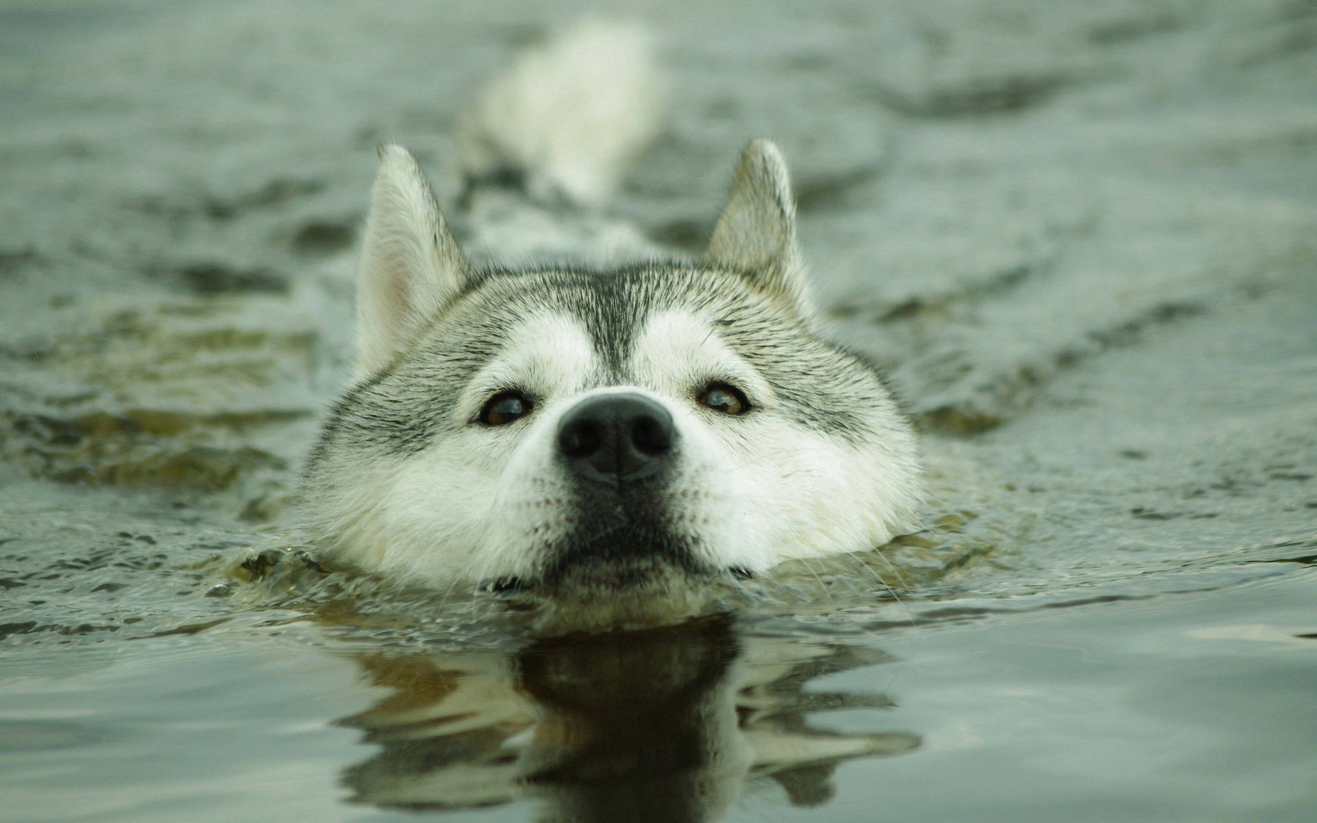Hình nền chó dễ thương của Husky bơi với đầu trên mặt nước