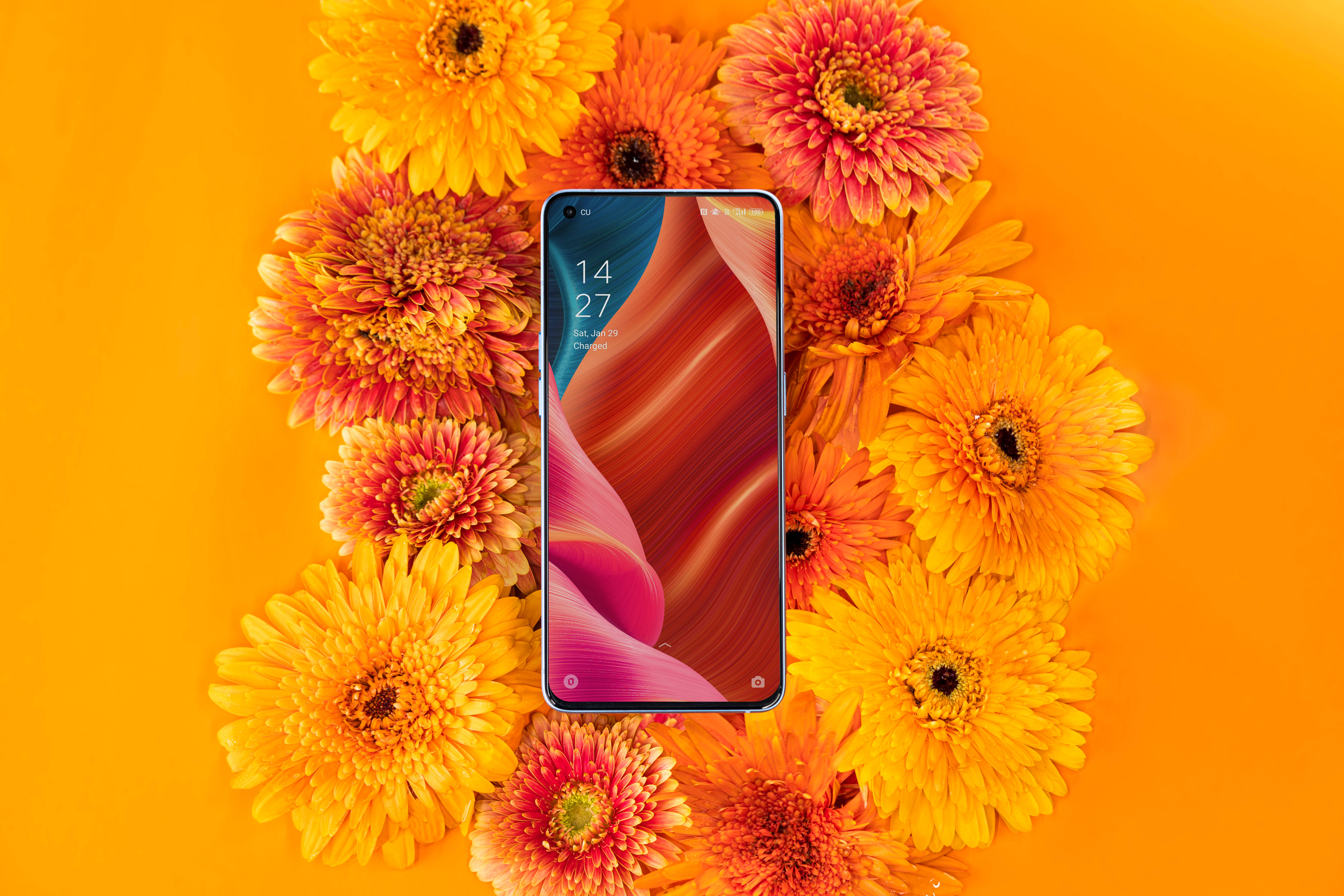 Điện thoại Oppo và cây cỏ tươi tốt Hình nền