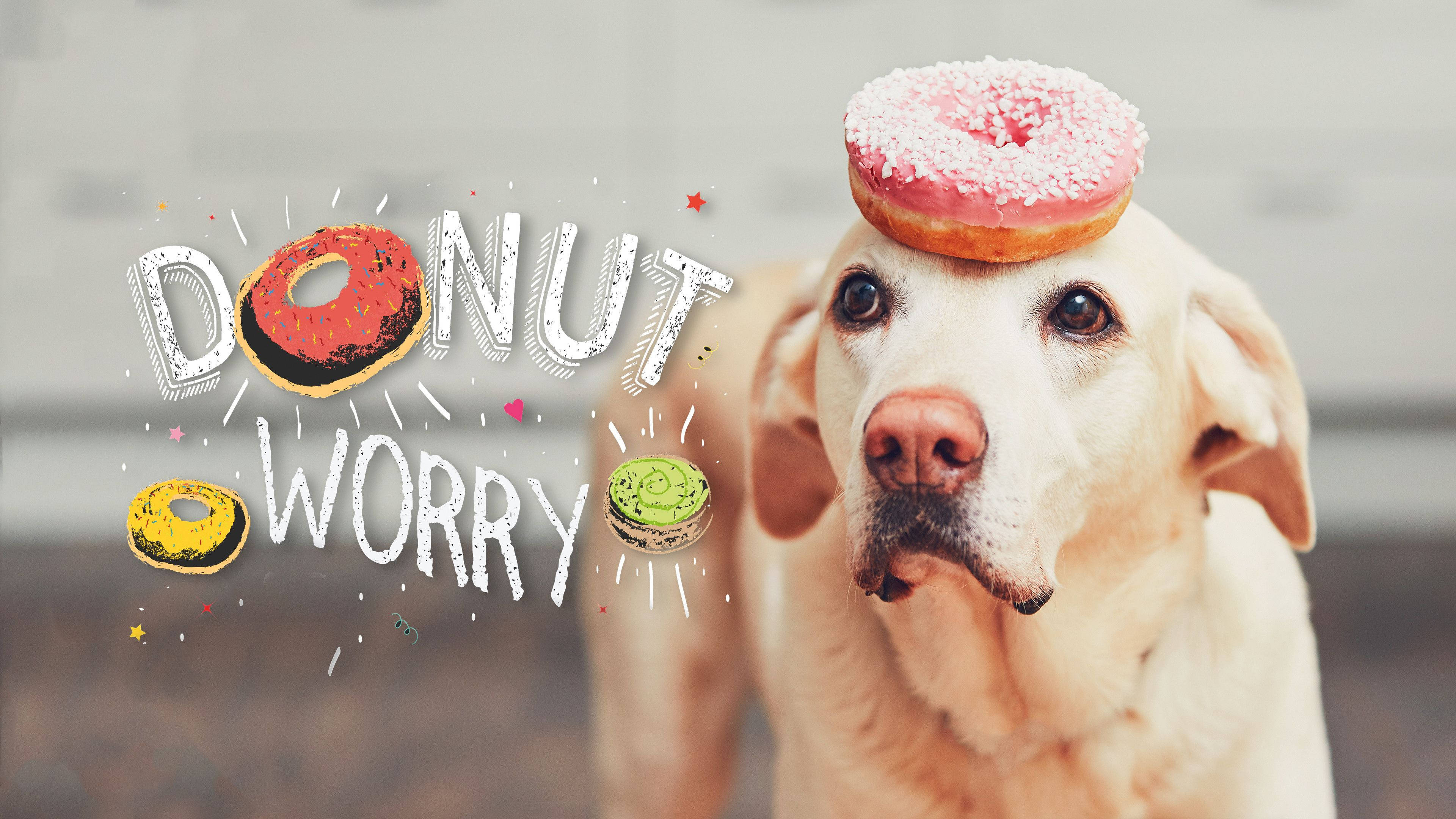Donut trên đầu chó - Hình nền laptop phong cách Indie Hình nền