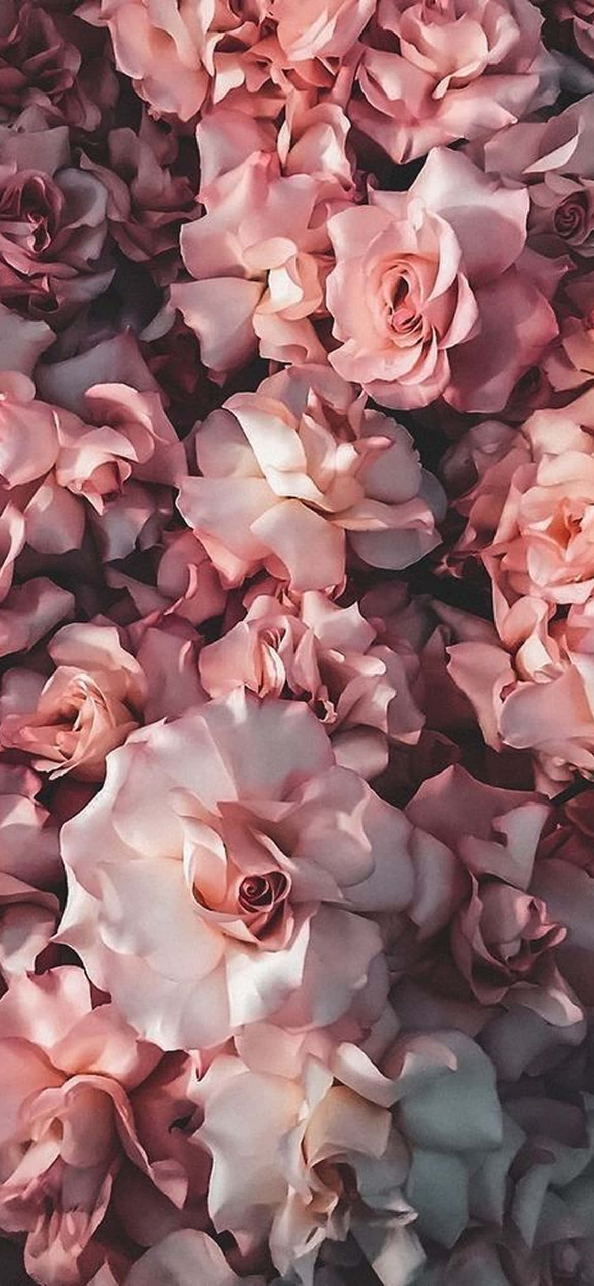 Exquisite Bloom - Thiết kế Hoa iPhone Rực rỡ Hình nền