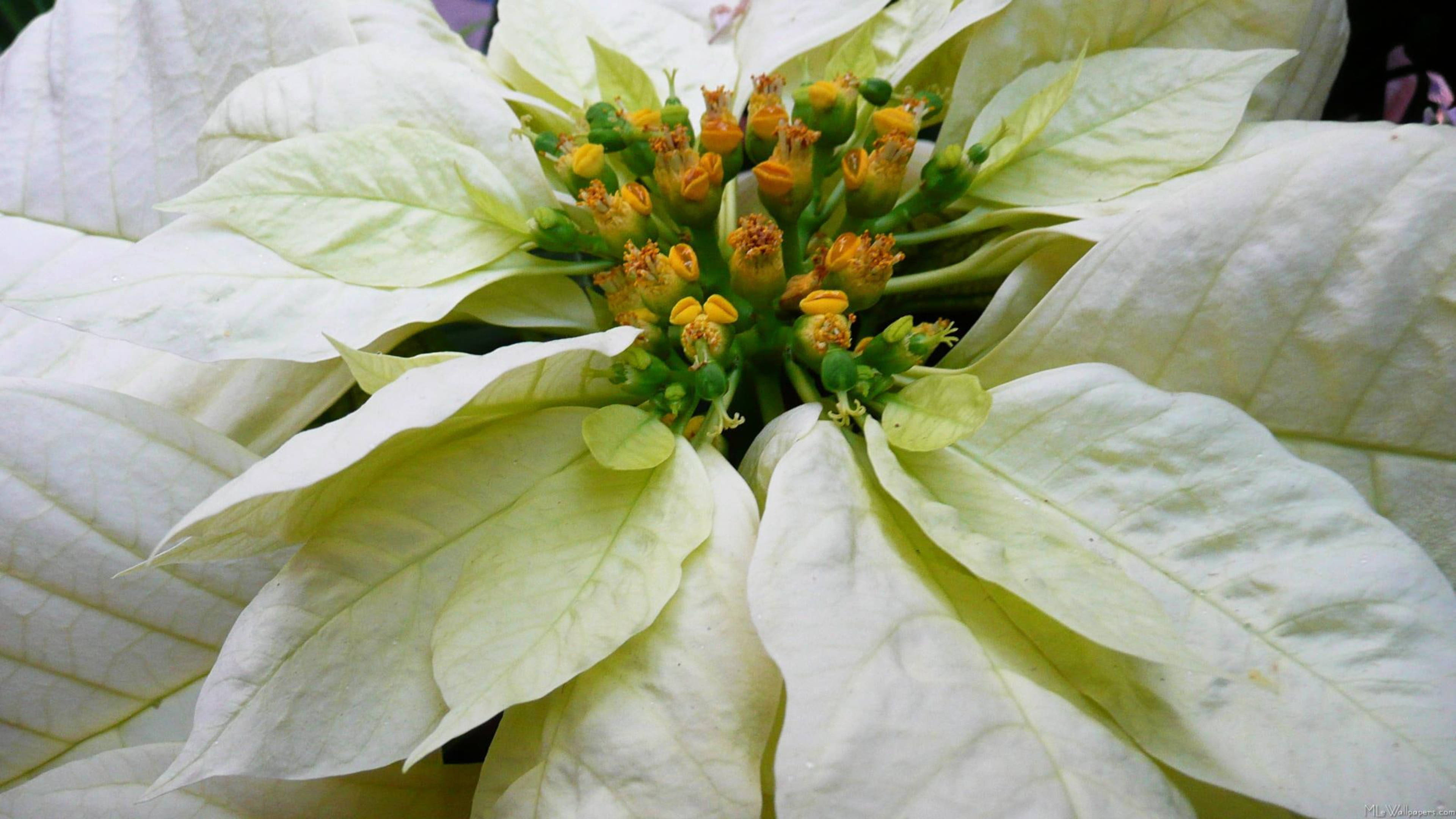 Freedom White Poinsettia Hình nền