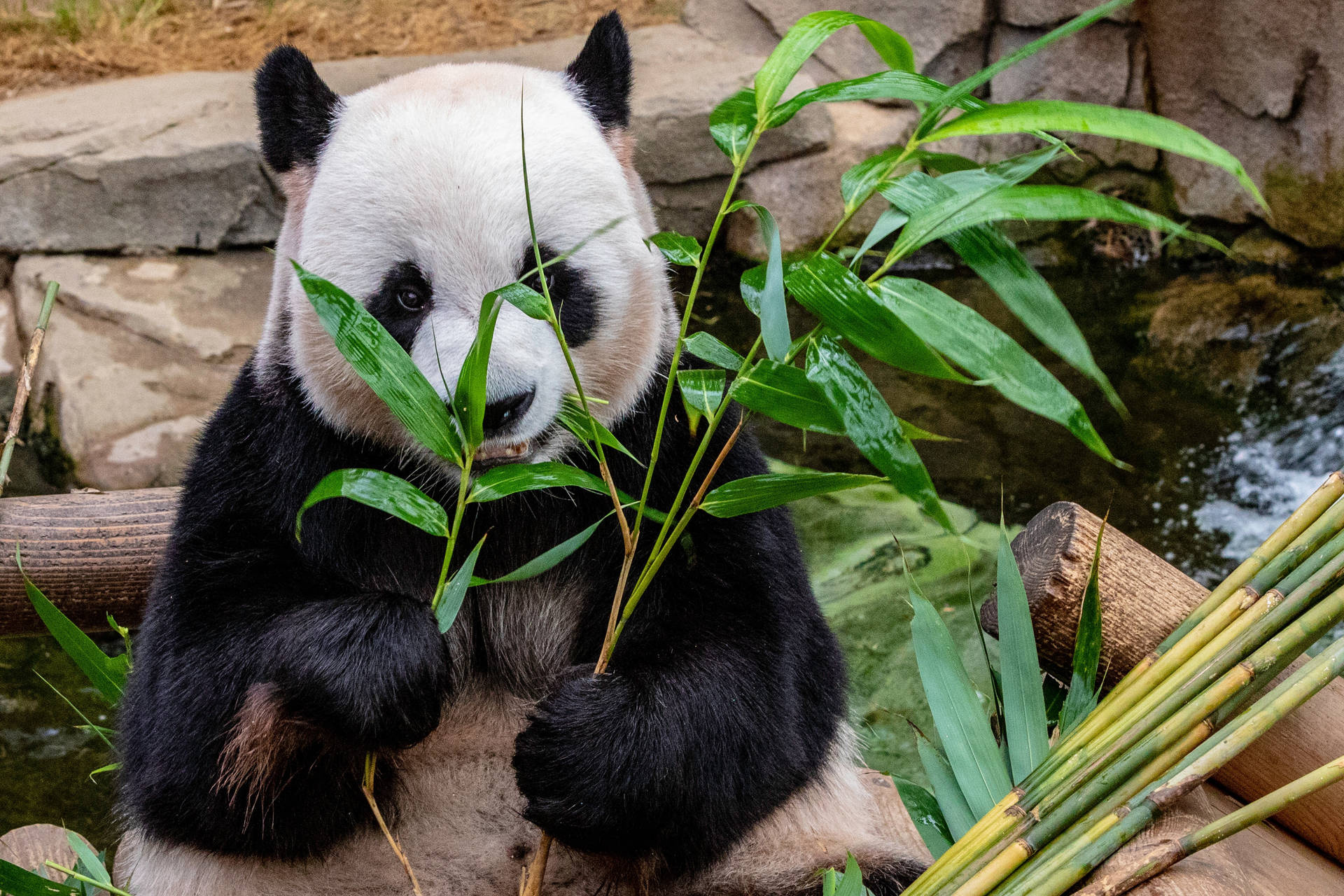 Hình nền gấu trúc ăn cành cỏ tre.
