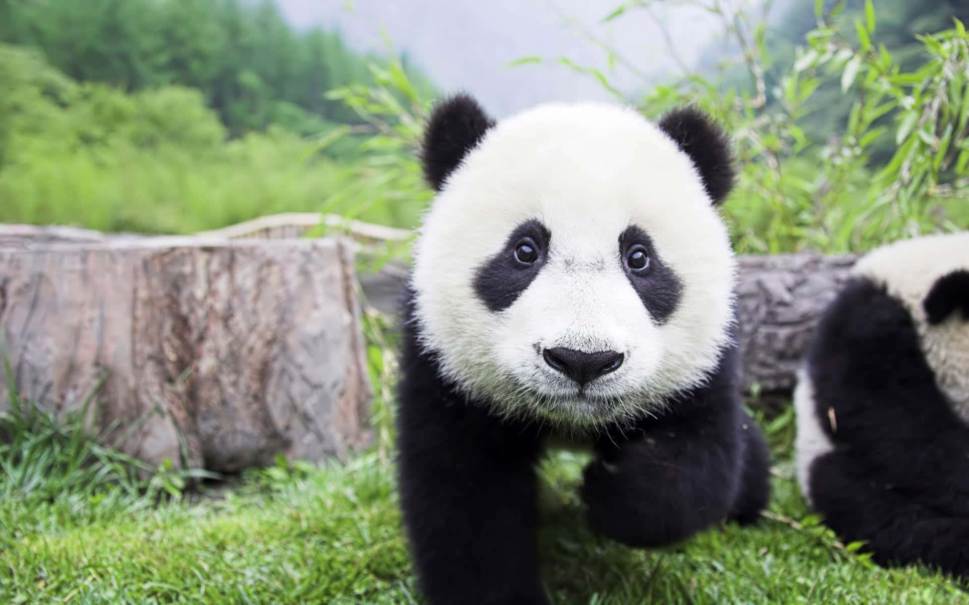 Gấu trúc đáng yêu tận hưởng thời gian trong thiên nhiên Hình nền