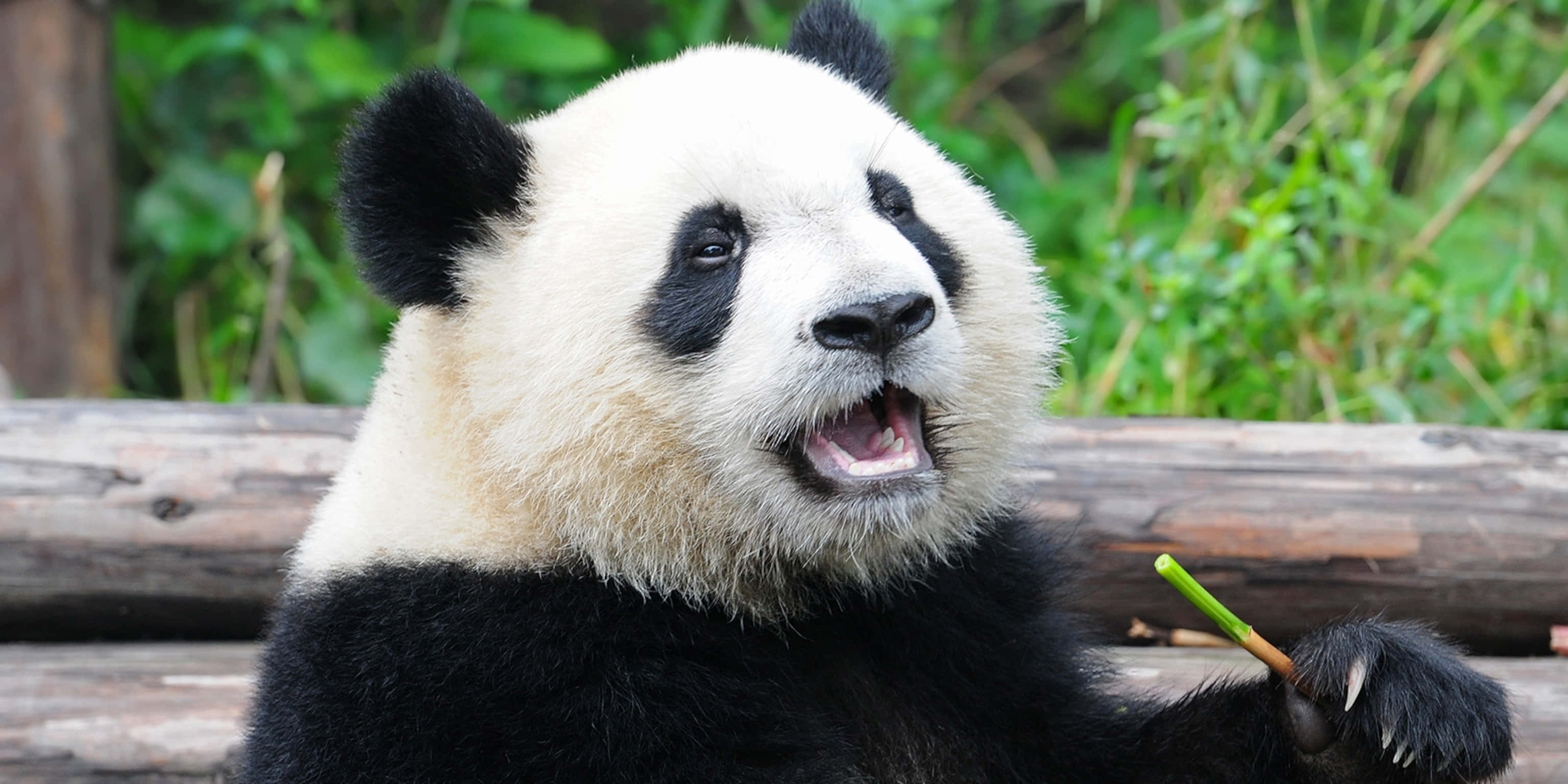 Gấu trúc khổng lồ há miệng Hình nền