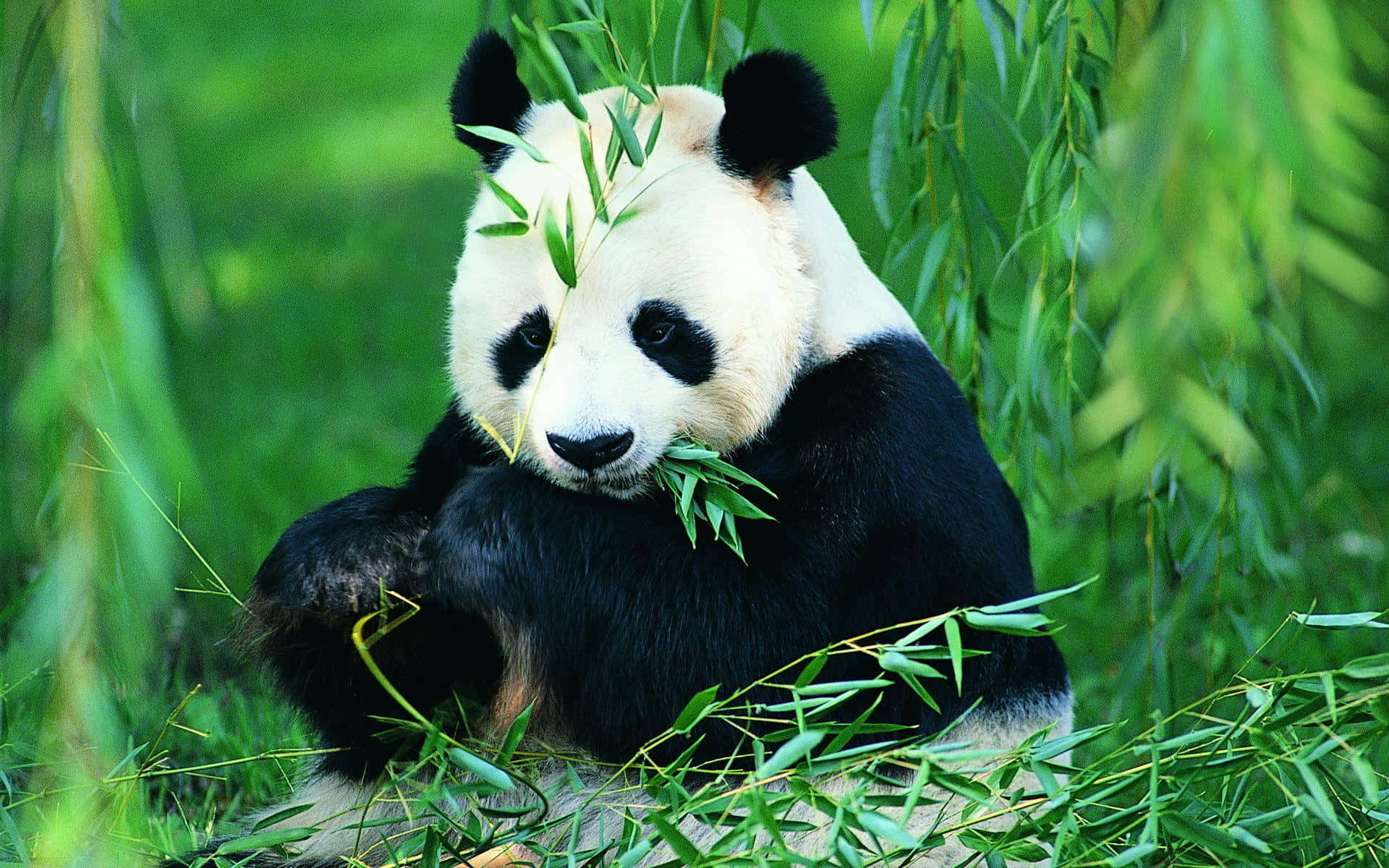 Gấu trúc khổng lồ đang ăn lá Hình nền