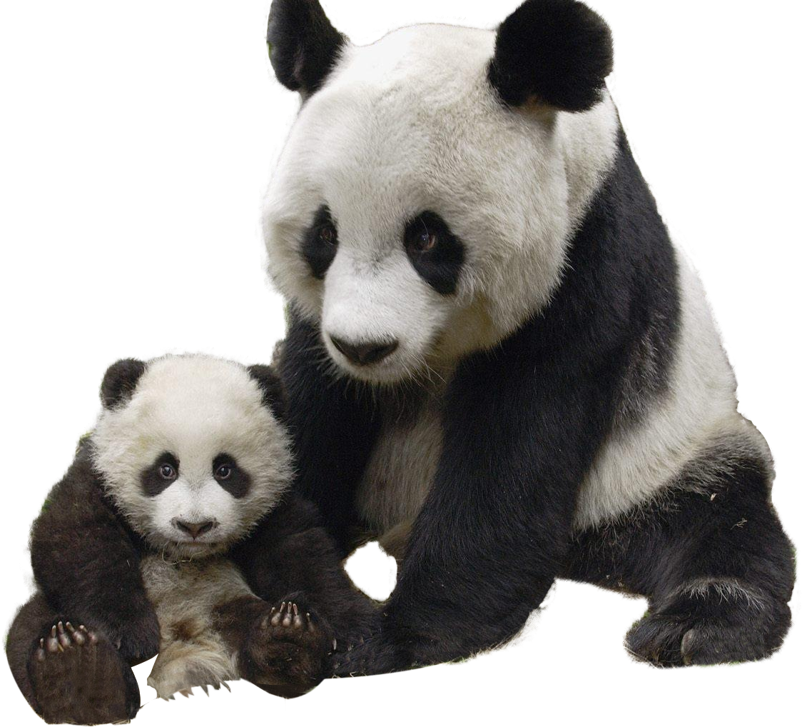 Gấu trúc mẹ và con bên nhau Hình nền