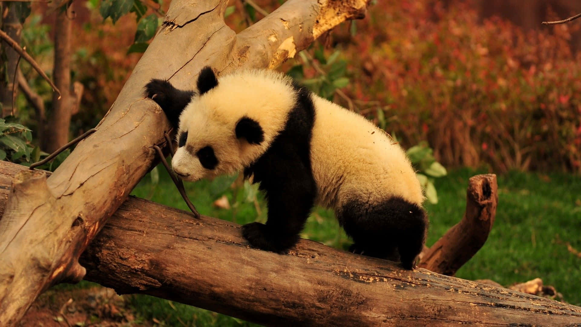 Gấu Trúc Thư Giãn Ngồi Trên Khúc Gỗ Đổ Hình nền