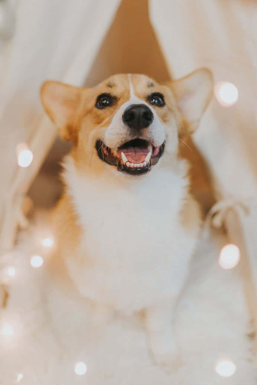Giống chó Corgi xứ Wales Pembroke dễ thương Hình nền