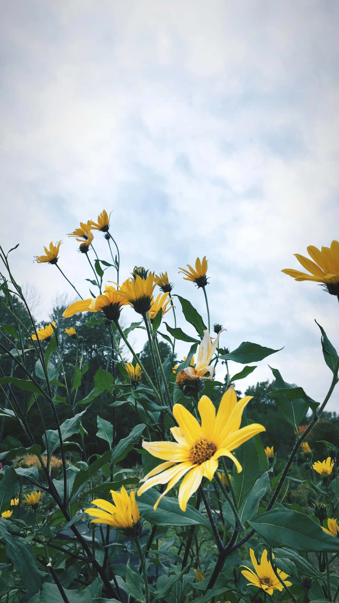 Hình ảnh Aesthetic Iphone