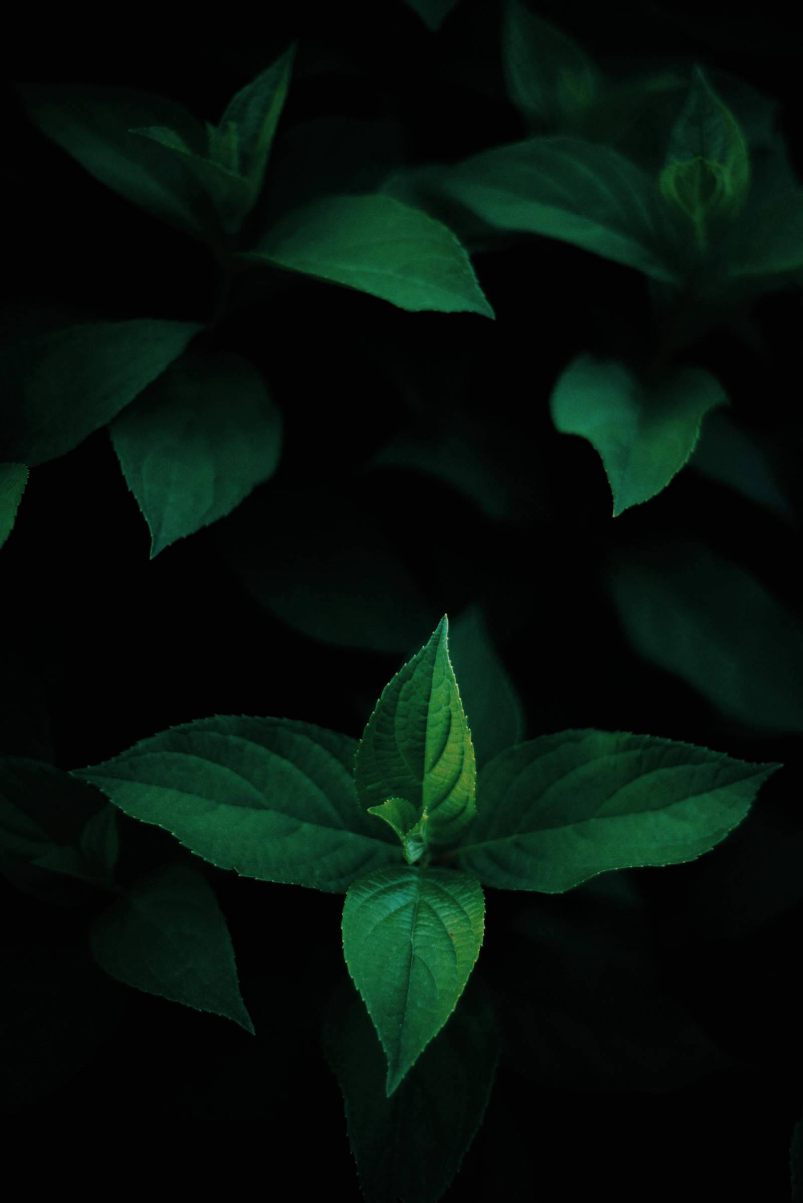 Green Leaves OLED Hình nền