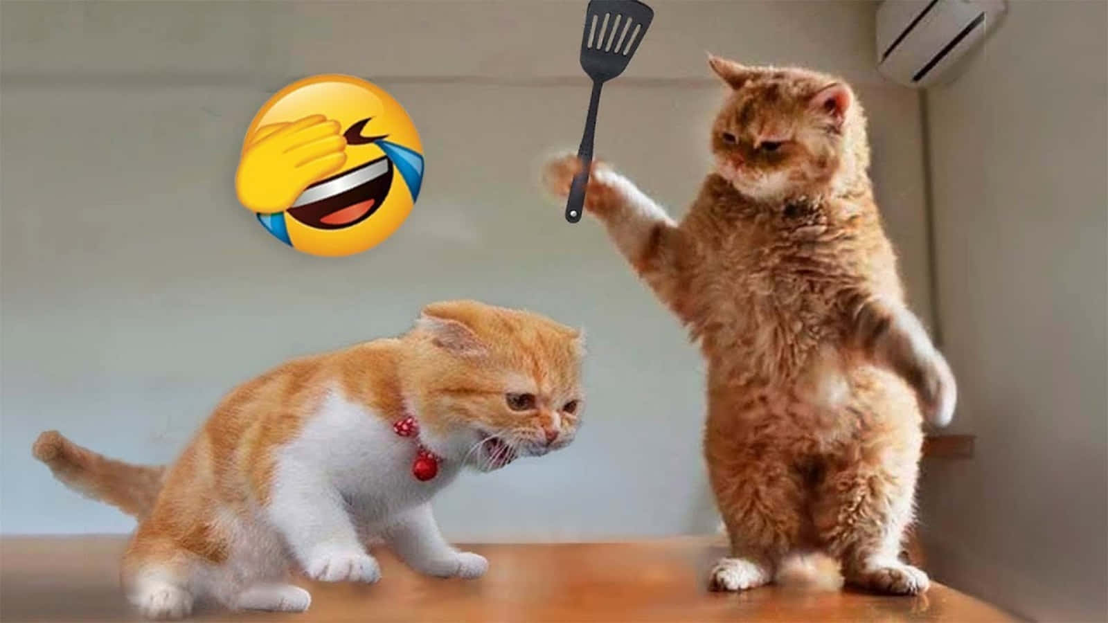 Hài hước ảnh mèo meme chú bá đạo với emoji Hình nền
