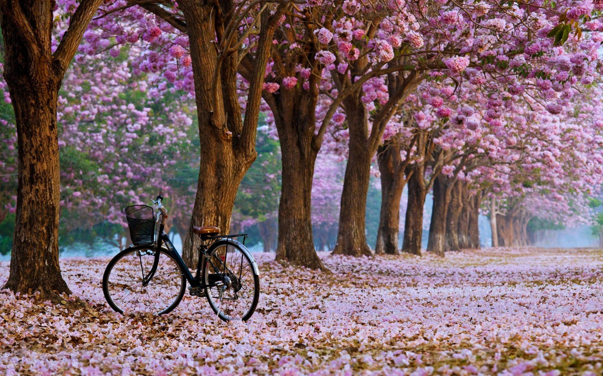 Hình nền Hàng Cây Hoa Anh Đào — Hoa anh đào Hình nền