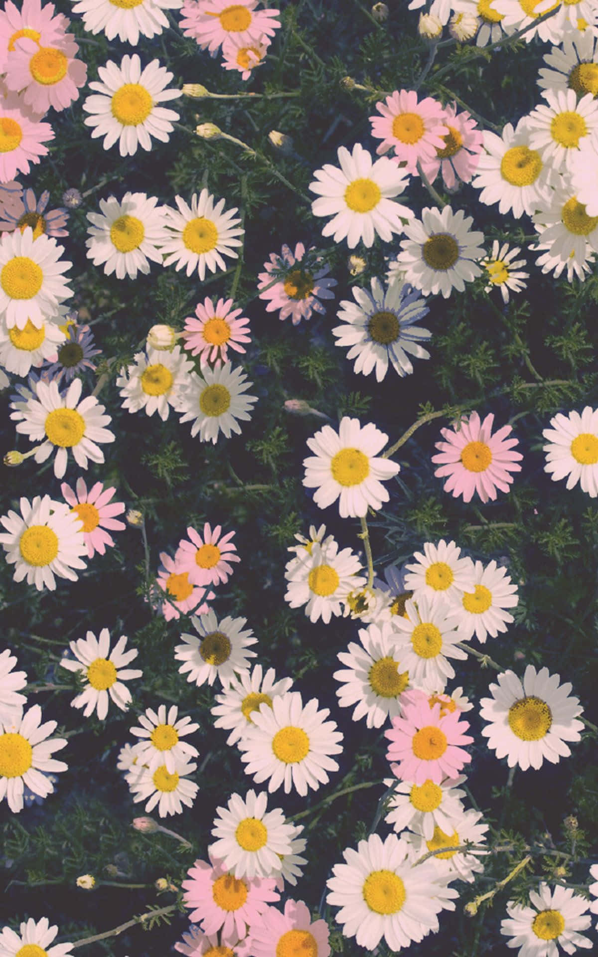 Hãy để thiên nhiên nở rộ trong cuộc sống của bạn với Flower iPhone. Hình nền