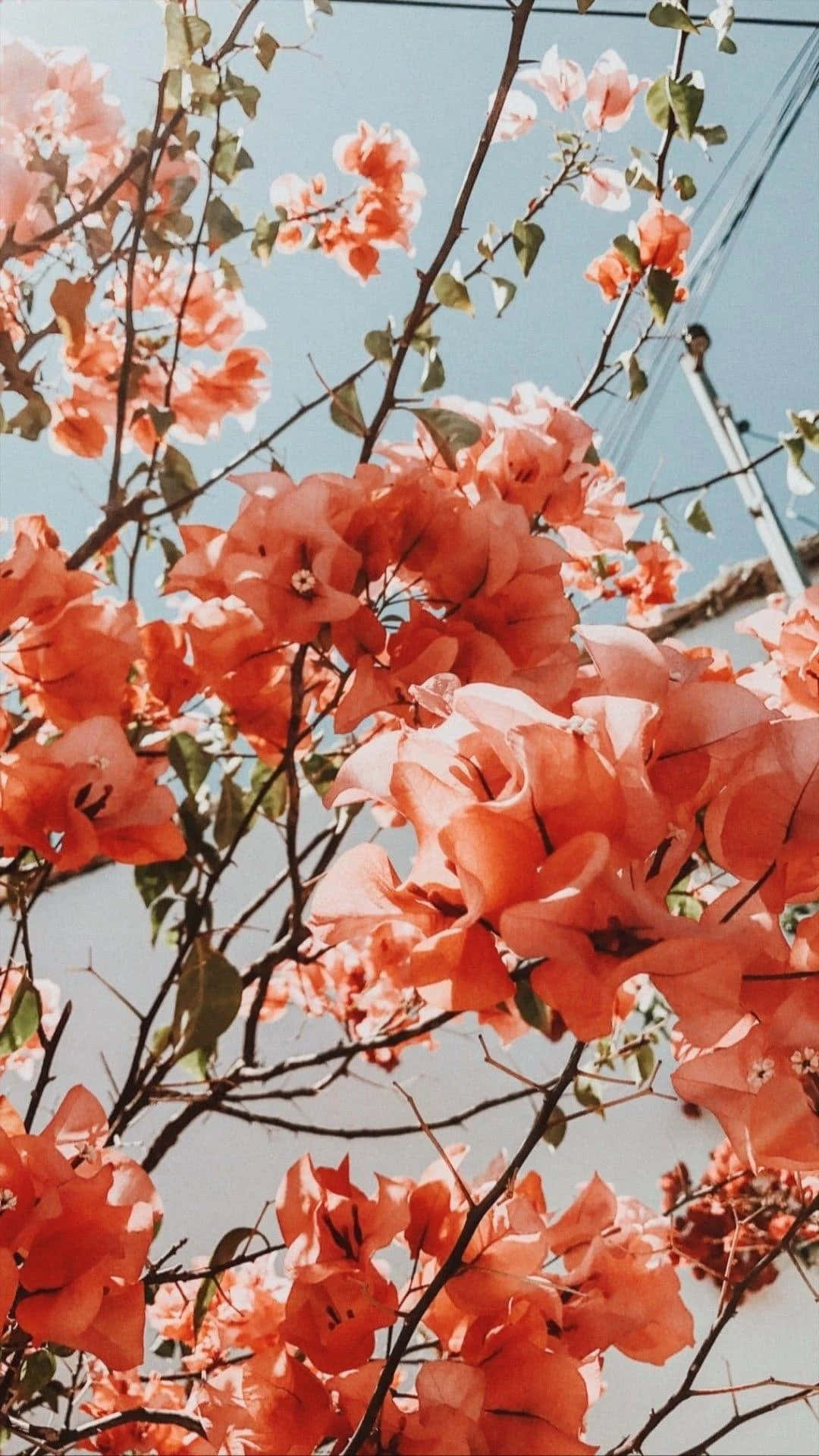 “Hãy để vẻ đẹp của Hoa Thẩm Mỹ rực rỡ làm bừng sáng ngày mới của bạn!” Hình nền