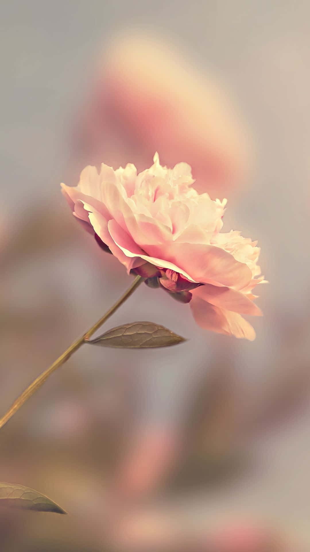 Hiệu ứng mờ hồng hoa hồng HD Hình nền