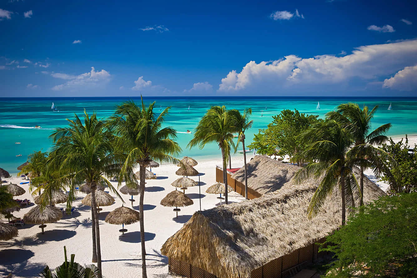 Hình ảnh bãi biển Aruba với cây cọ Hình nền