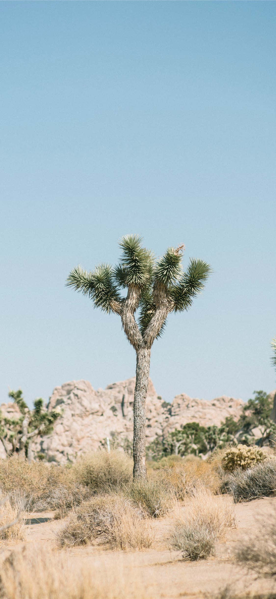 Hình ảnh cây Joshua Tree đơn độc Hình nền
