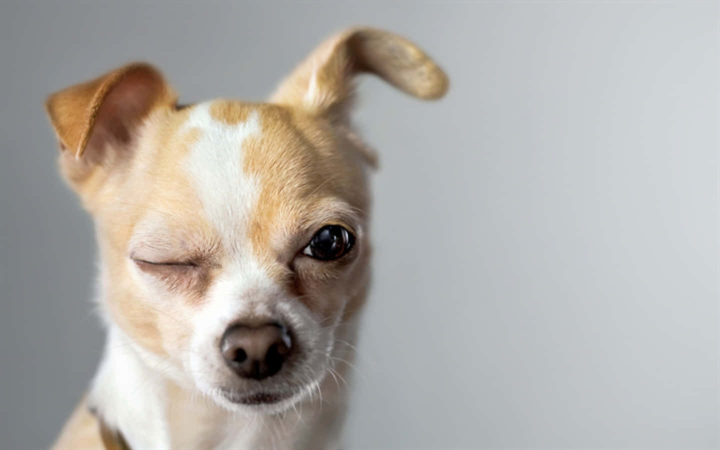 Hình Ảnh Chihuahua Nháy Mắt Hài Hước Hình nền
