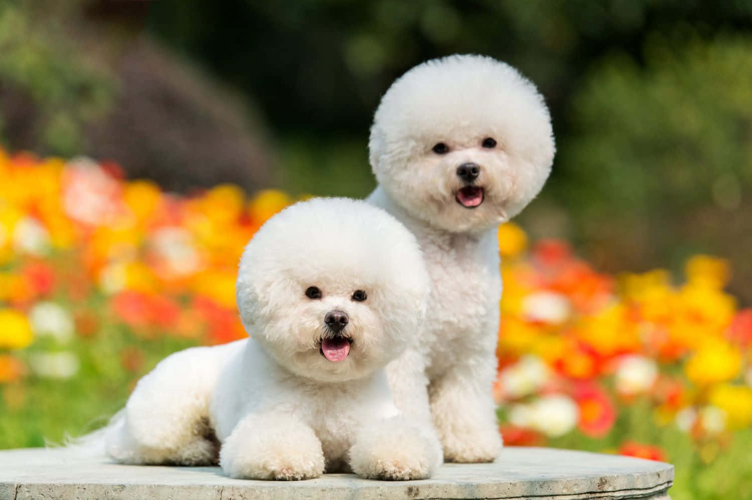 Hình ảnh chó Bichon Frise nhỏ Hình nền