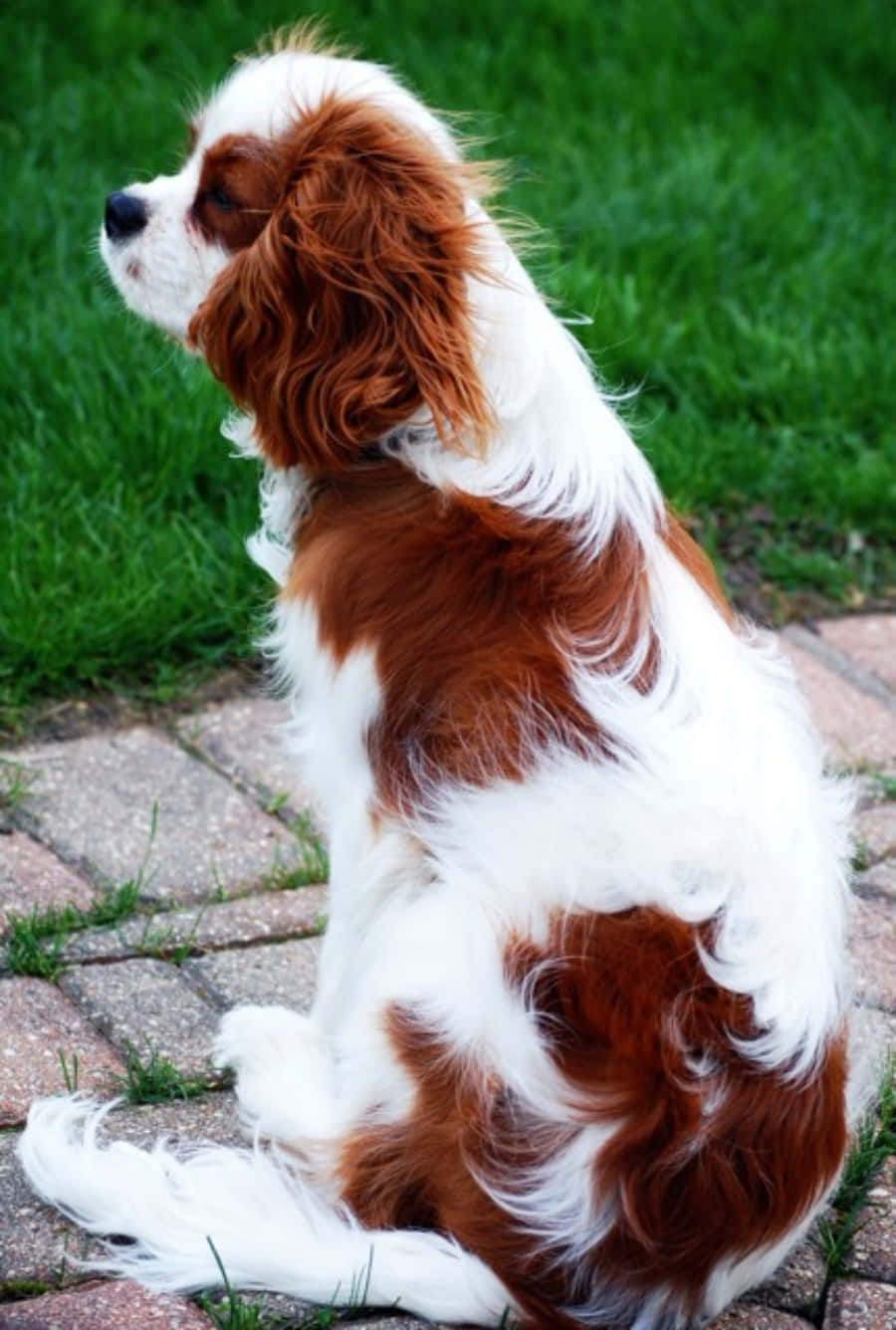 Hình ảnh chó Cavalier King Charles Spaniel Hình nền