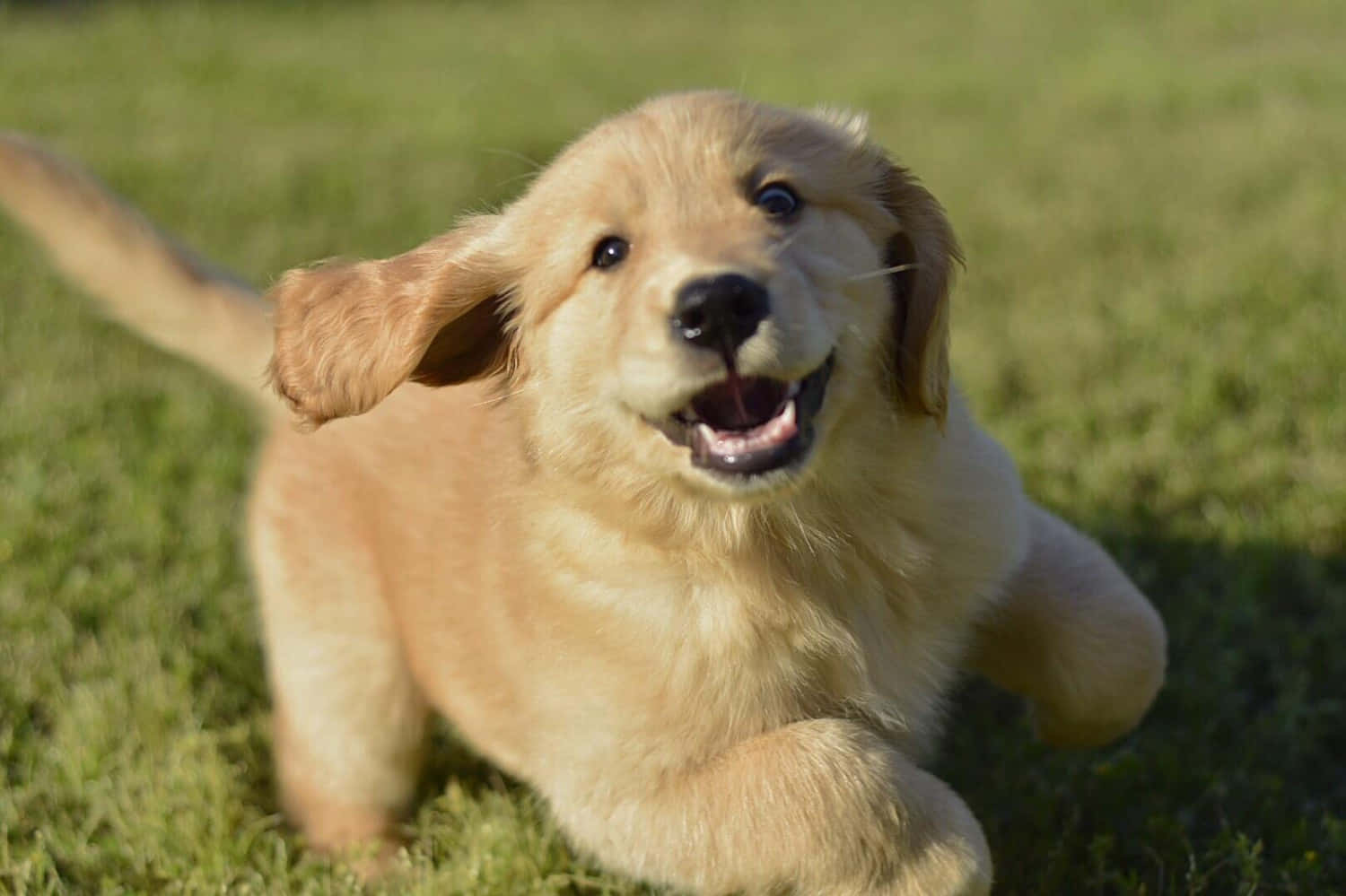 Hình ảnh chó con Golden Retriever đang chơi đùa Hình nền