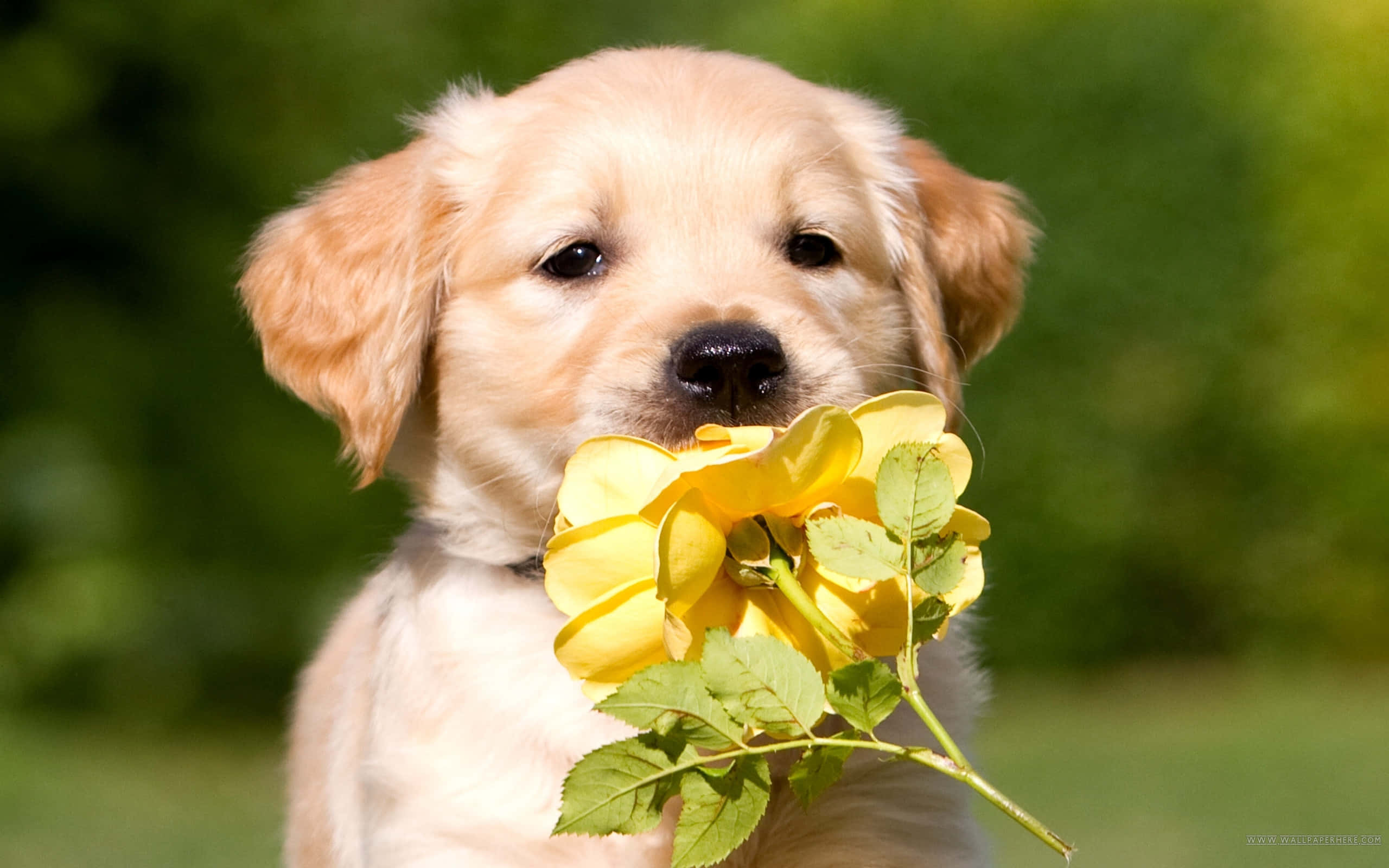 Hình ảnh chó Golden Retriever con ngậm hoa Hình nền