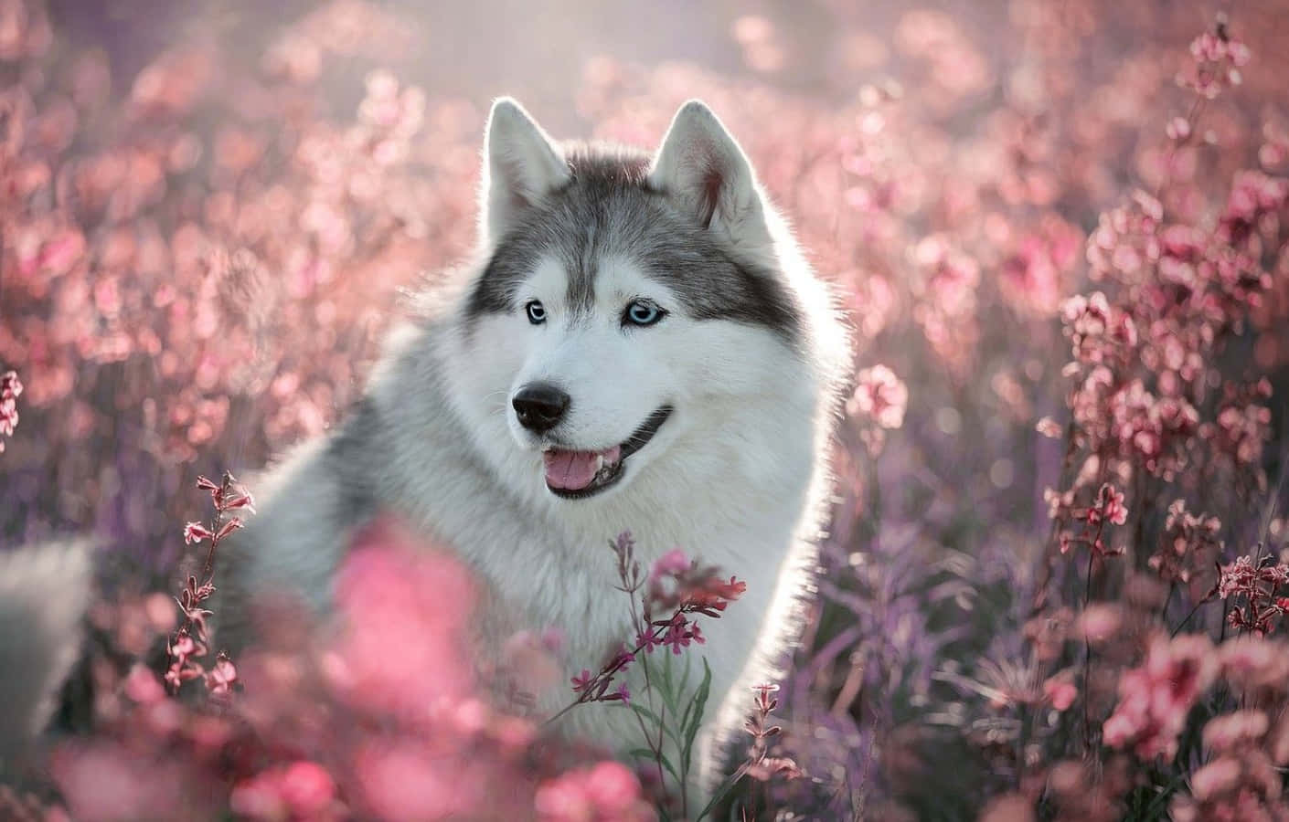 Hình ảnh chó Husky dễ thương với hoa hồng Hình nền