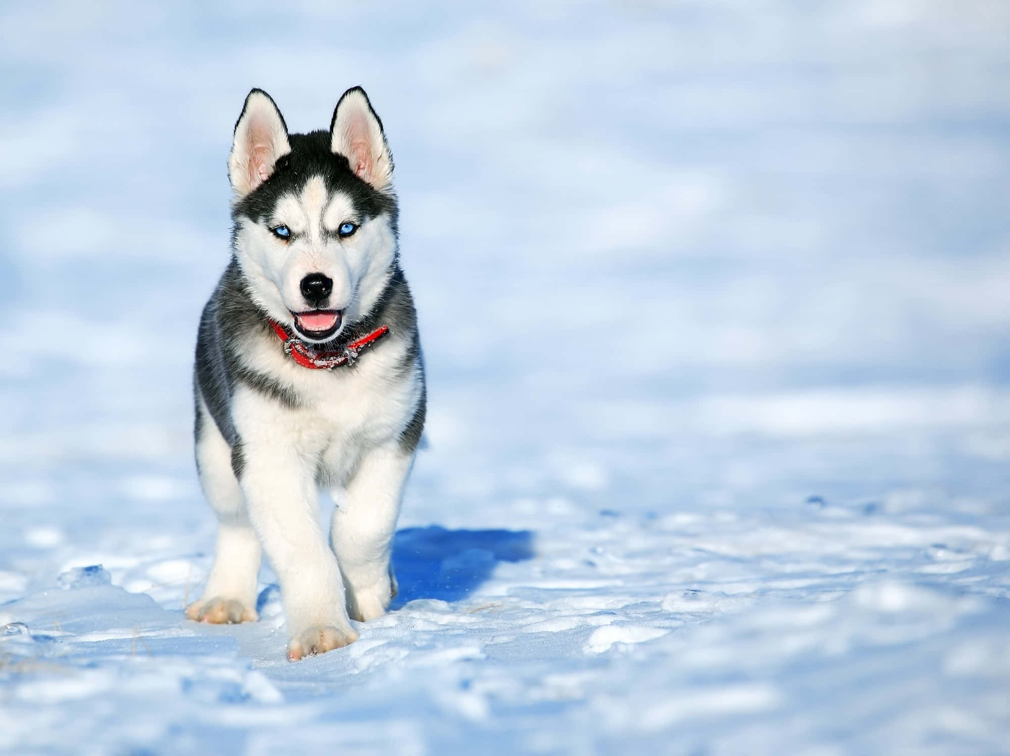 Hình ảnh chó Husky Siberia dũng mãnh trên tuyết Hình nền